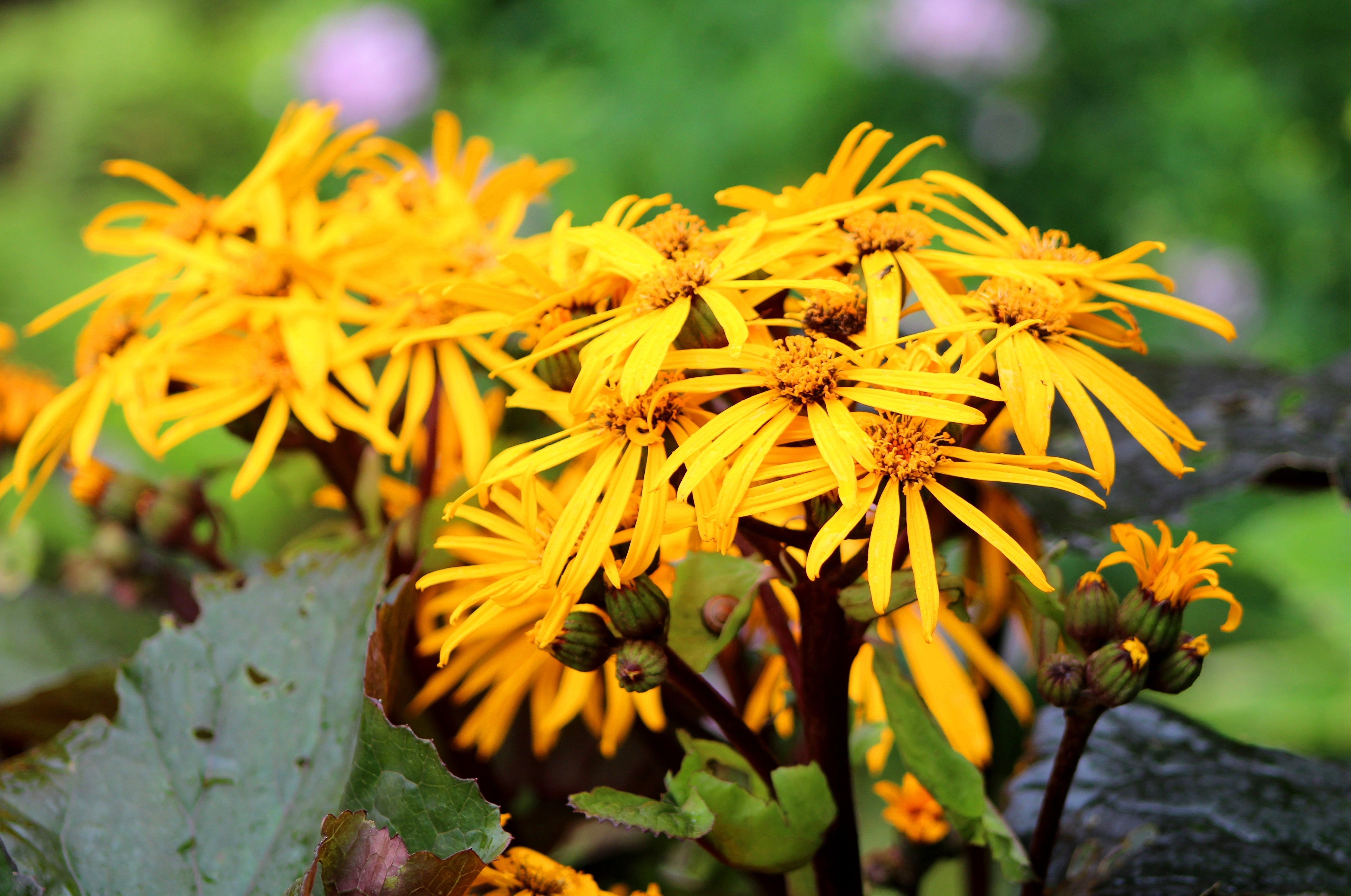 Ligularia Plants
