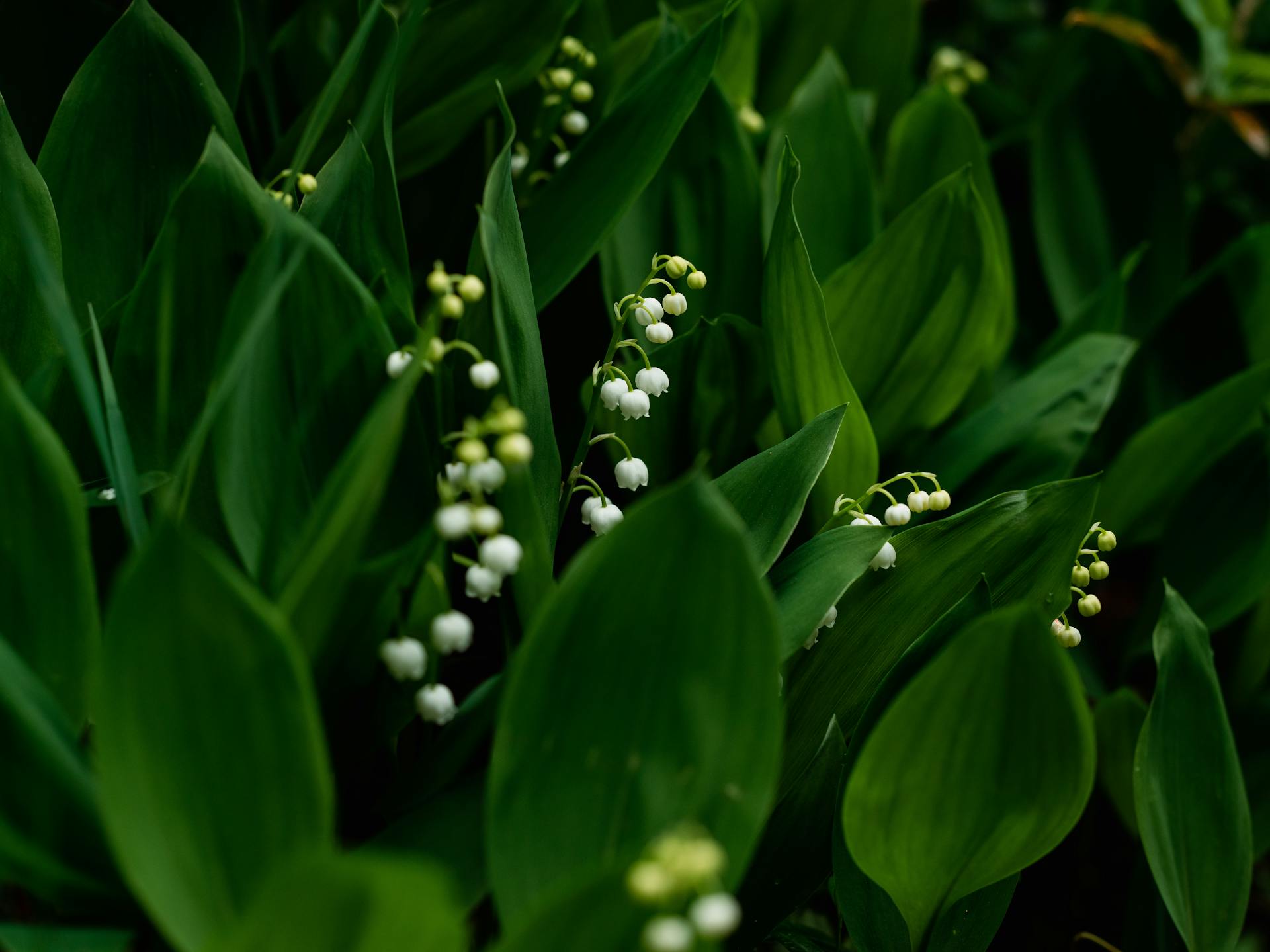 Lily of the Valley Bulbs