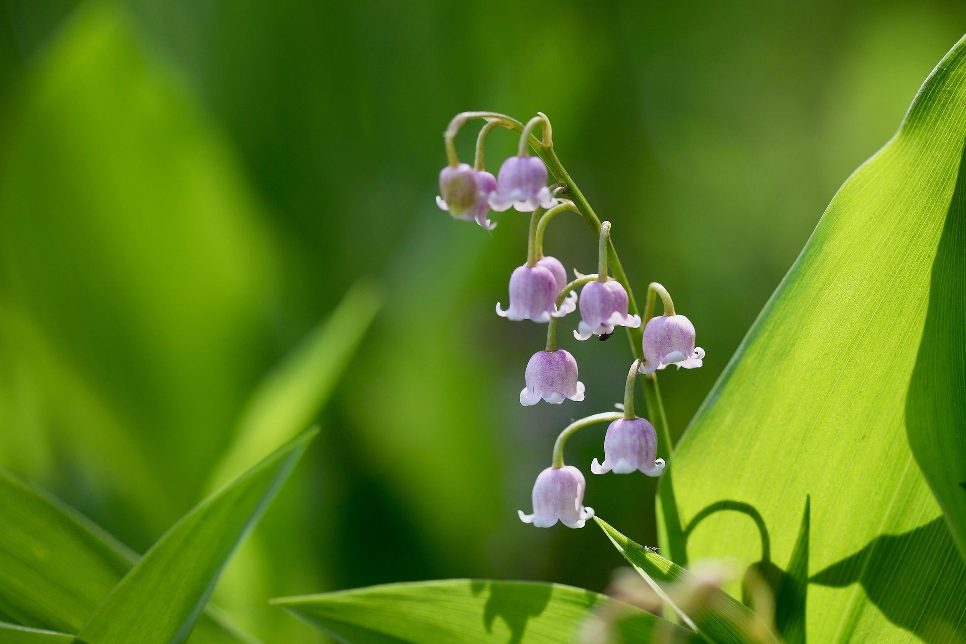 Lily of the Valley Bulbs | Elegance and Fragrance for Shaded