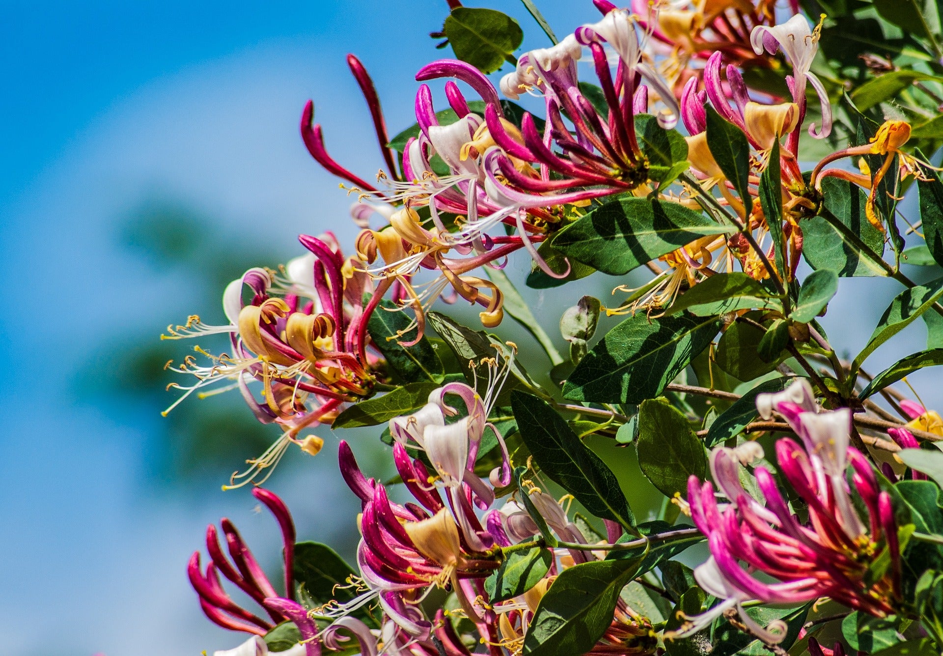 Honeysuckle (Lonicera)