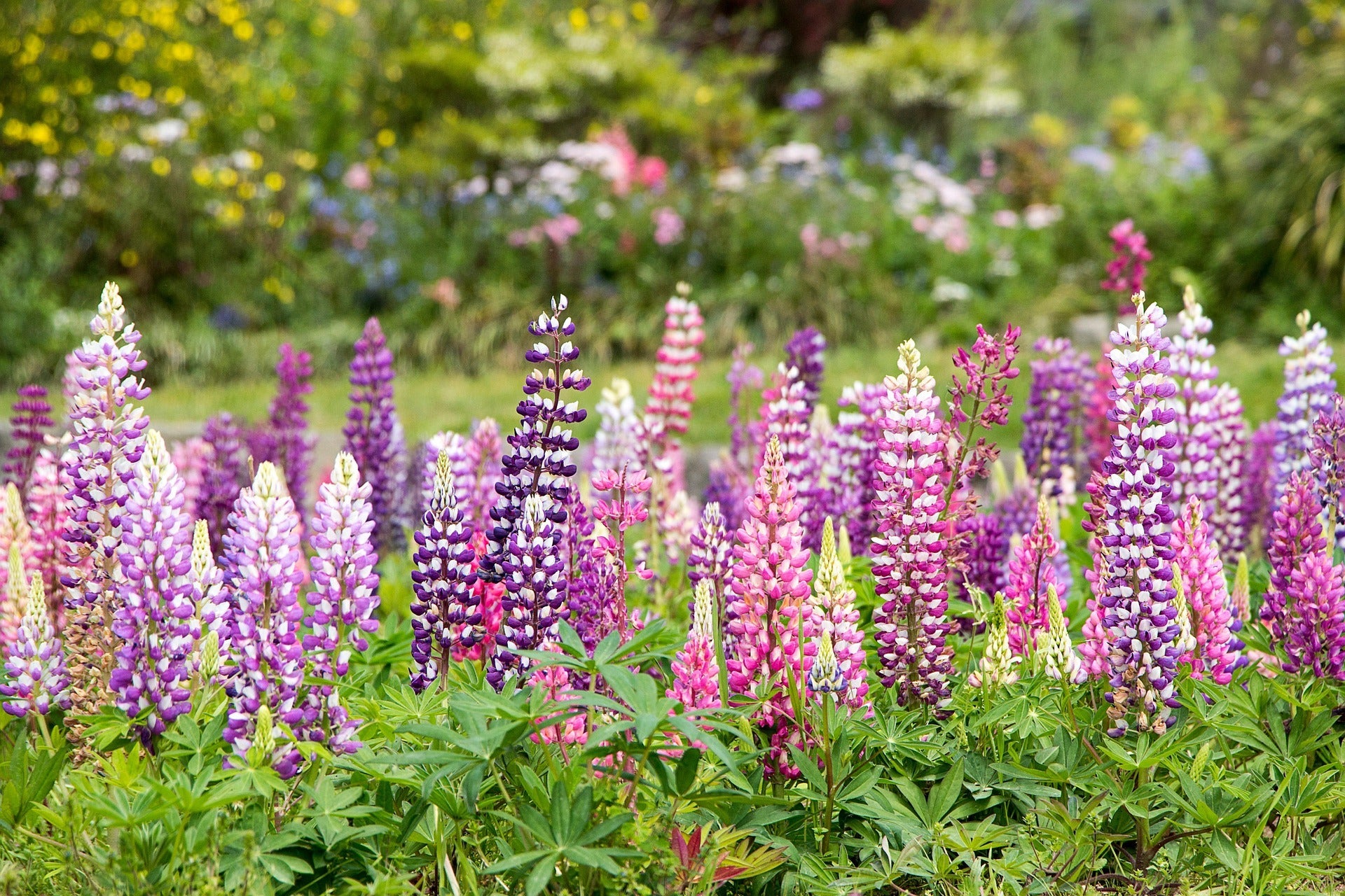 Lupine Plants