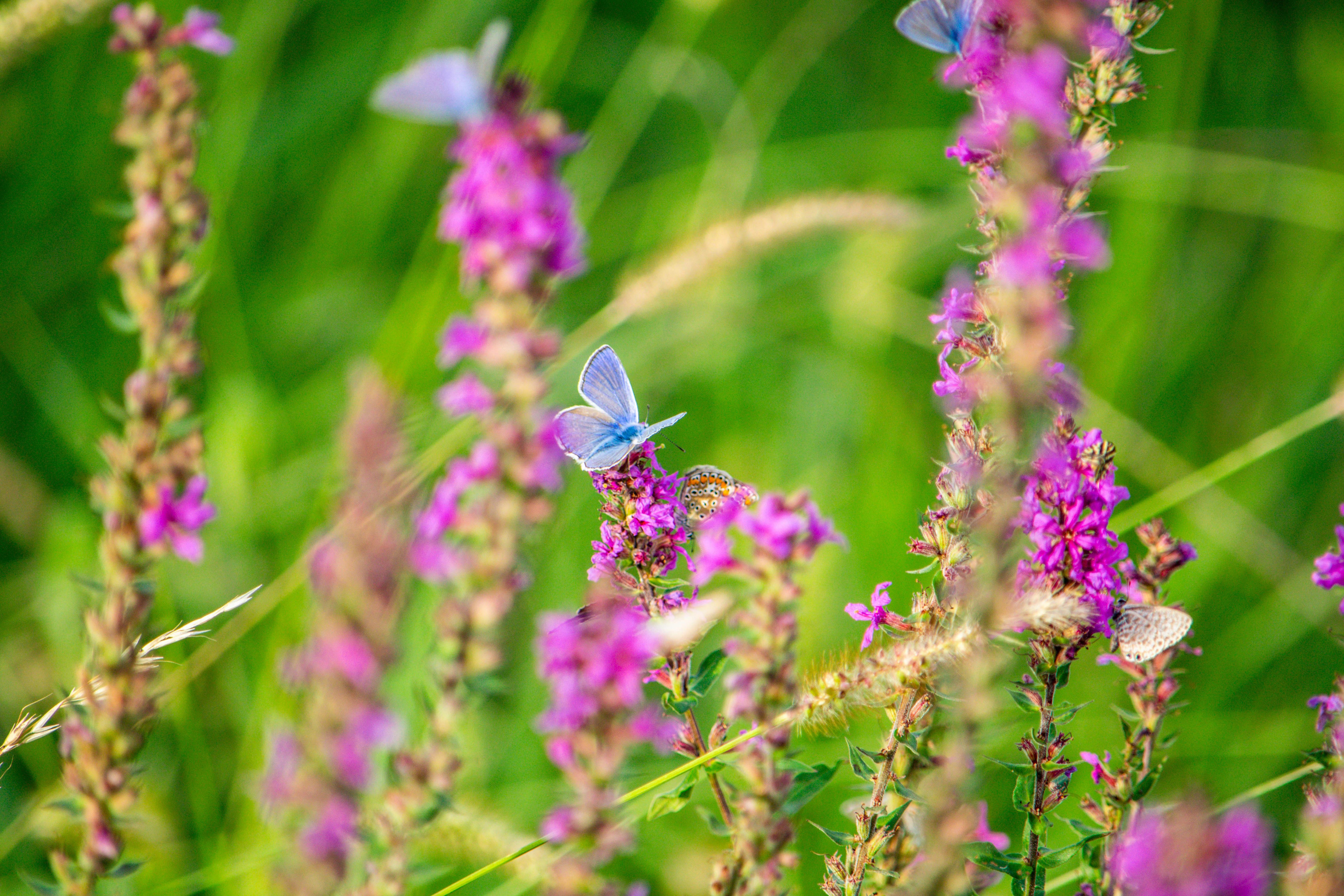 Loosestrife Plants