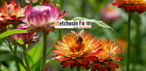 Metchosin Farm Seeds