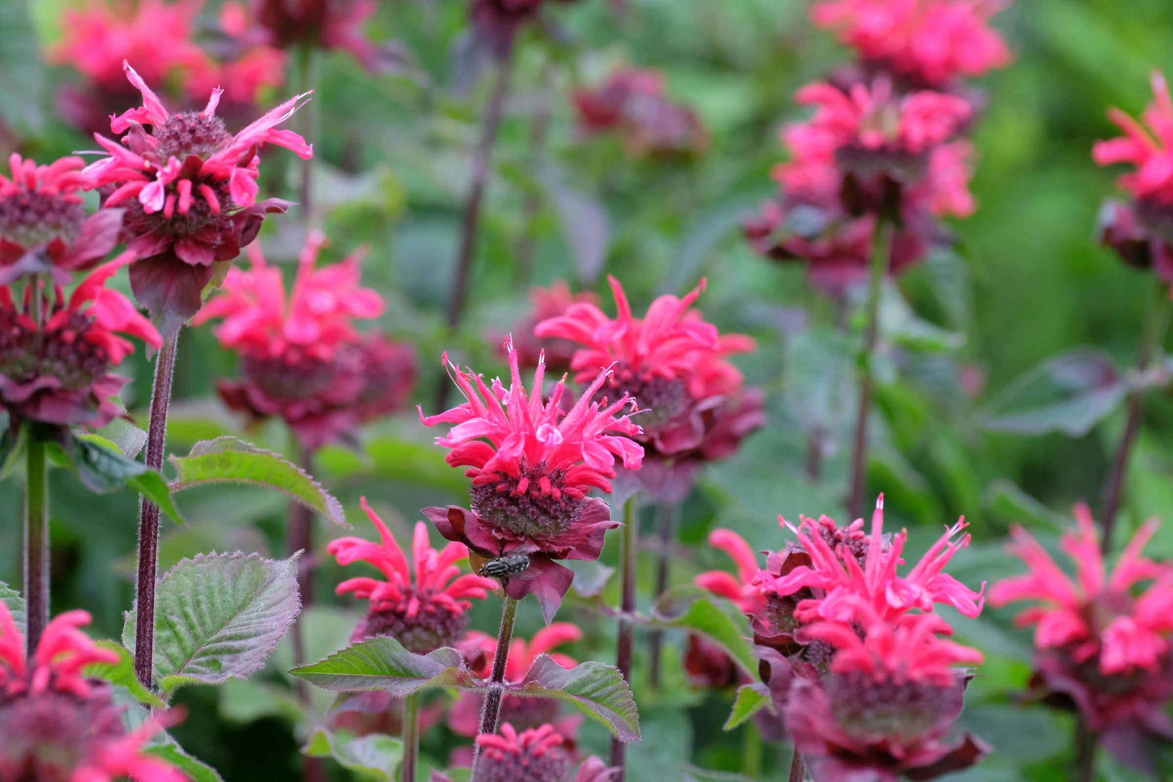 Bee Balm Plants