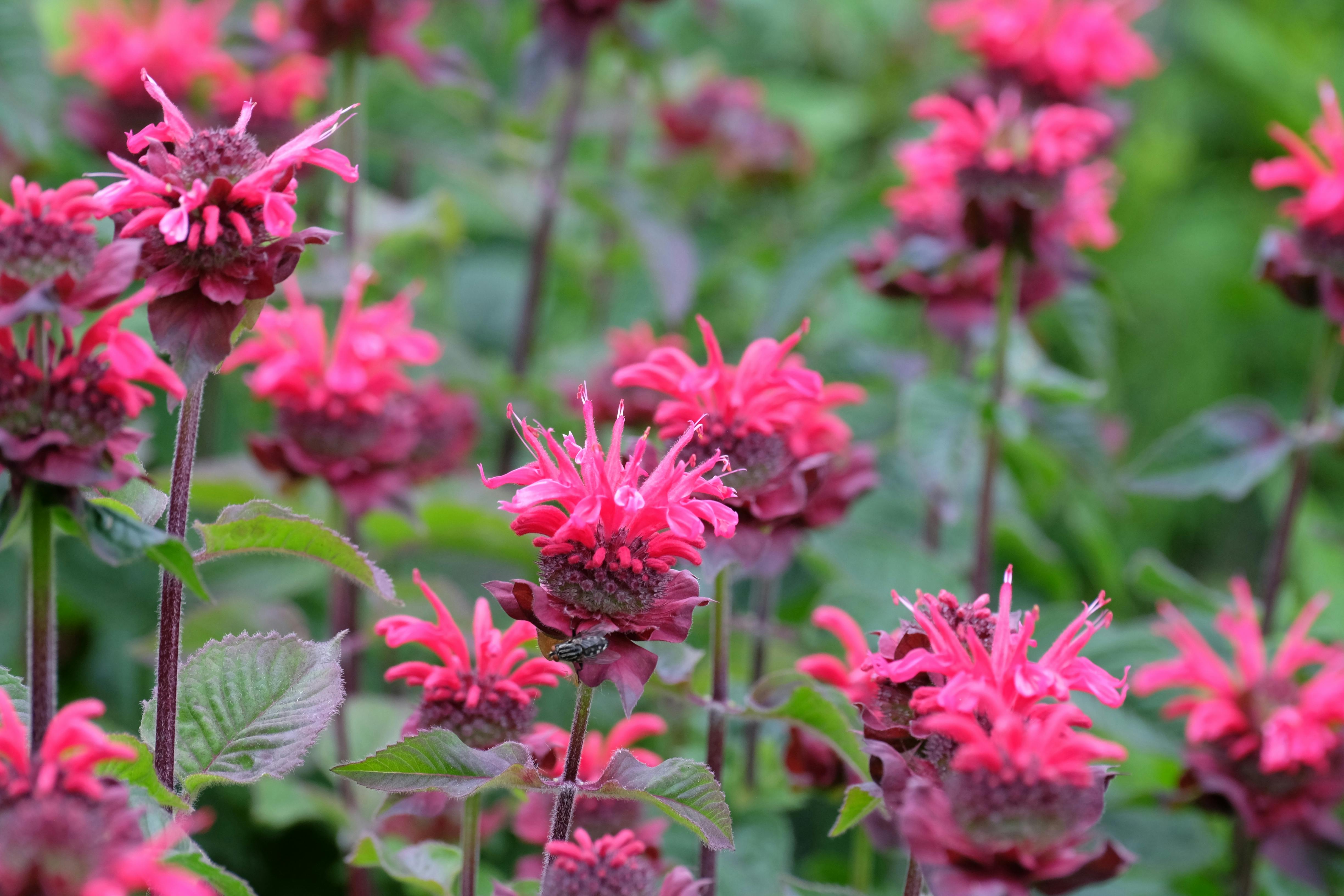 Bee Balm Plants