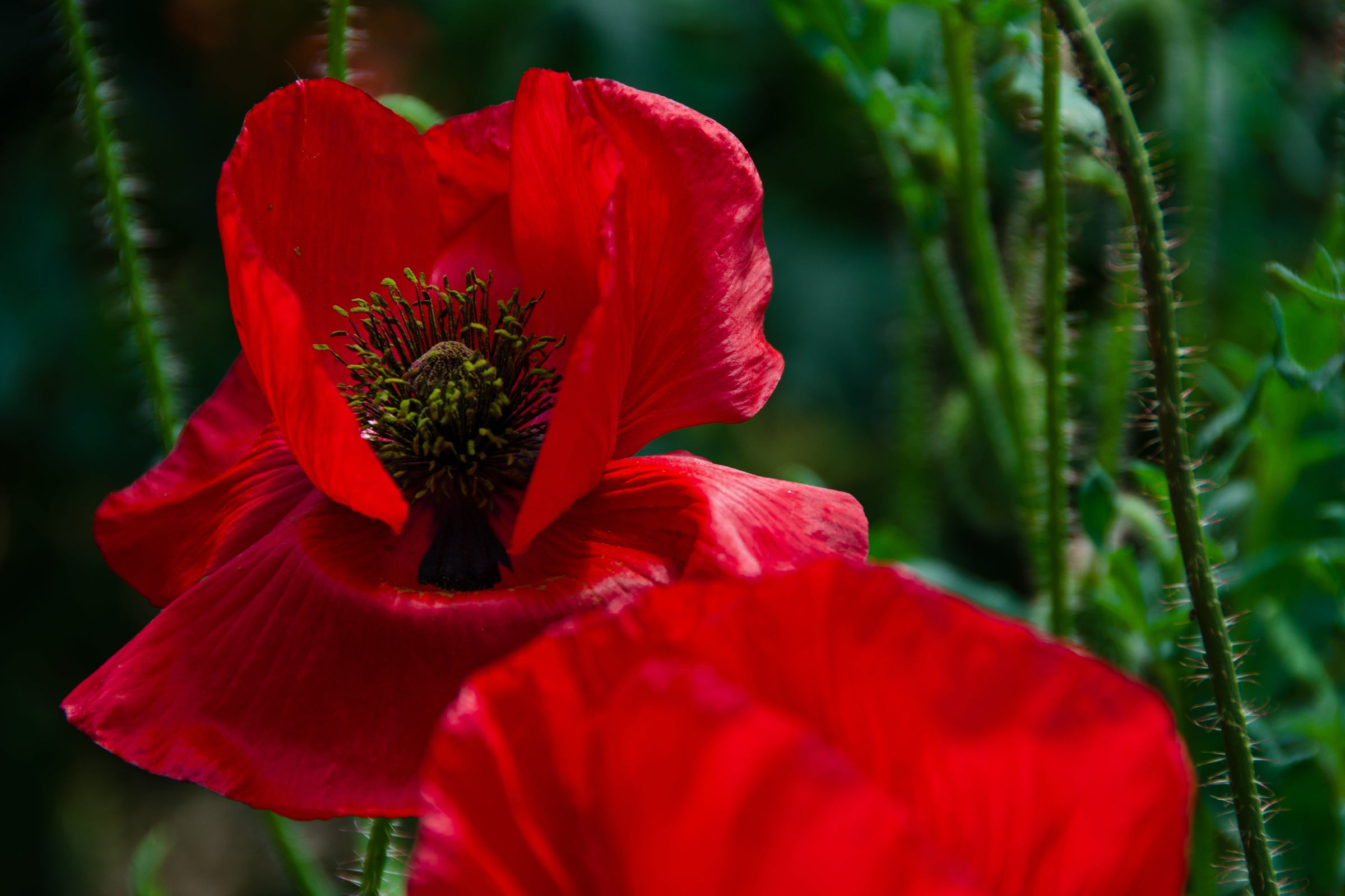 Poppy Plants