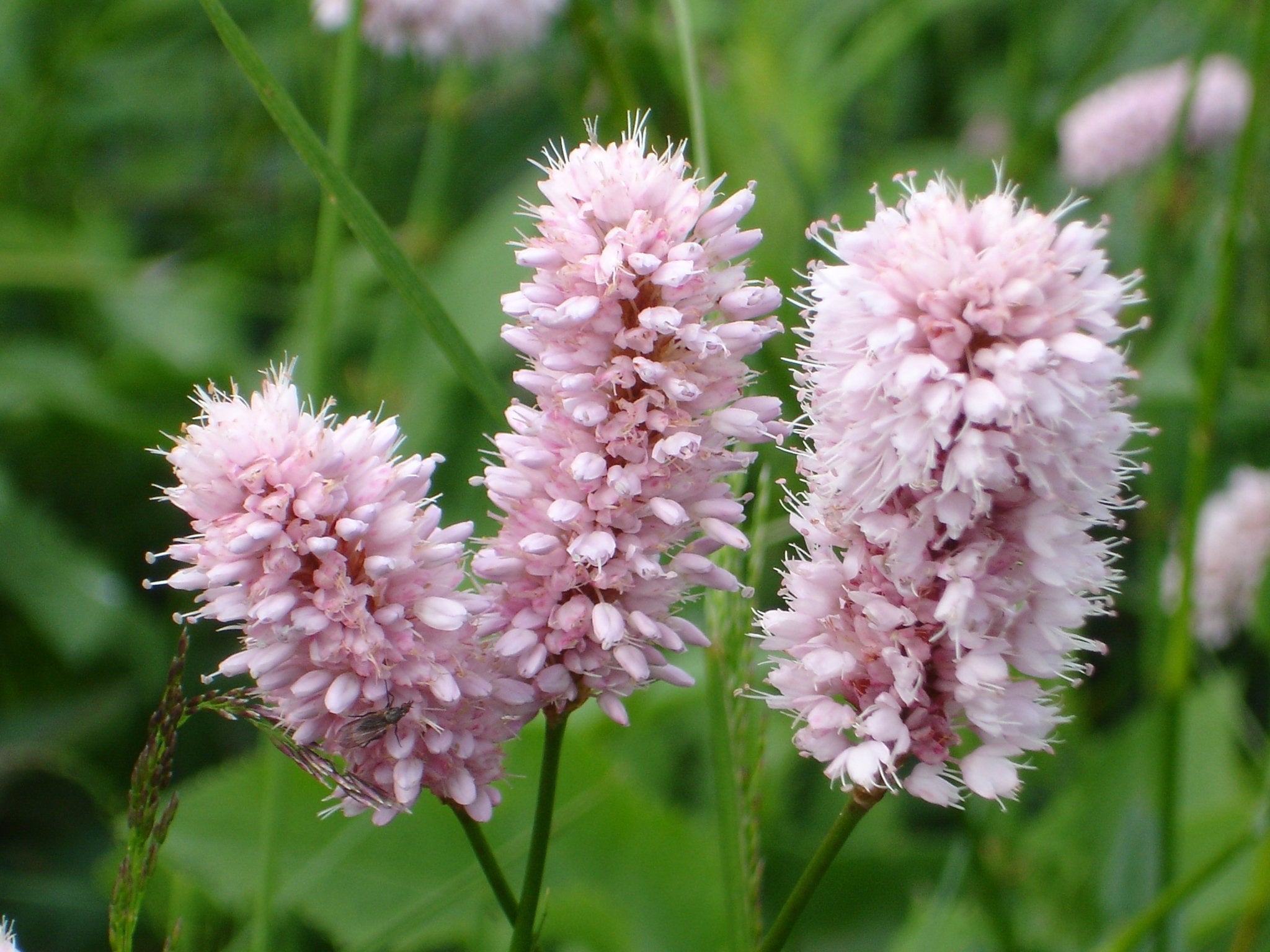 Persicaria Plants