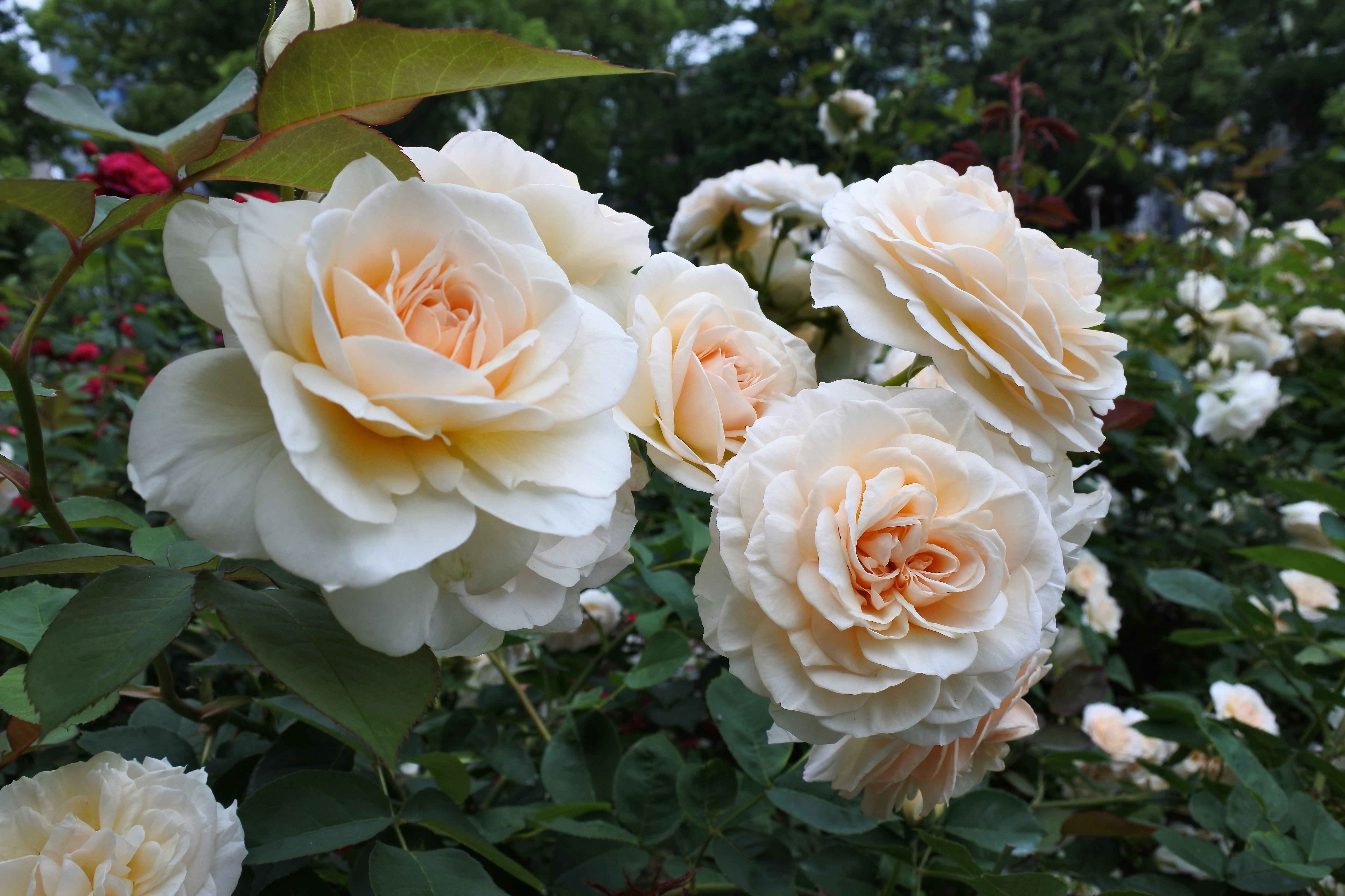 Buy Roses | Wildwood Express