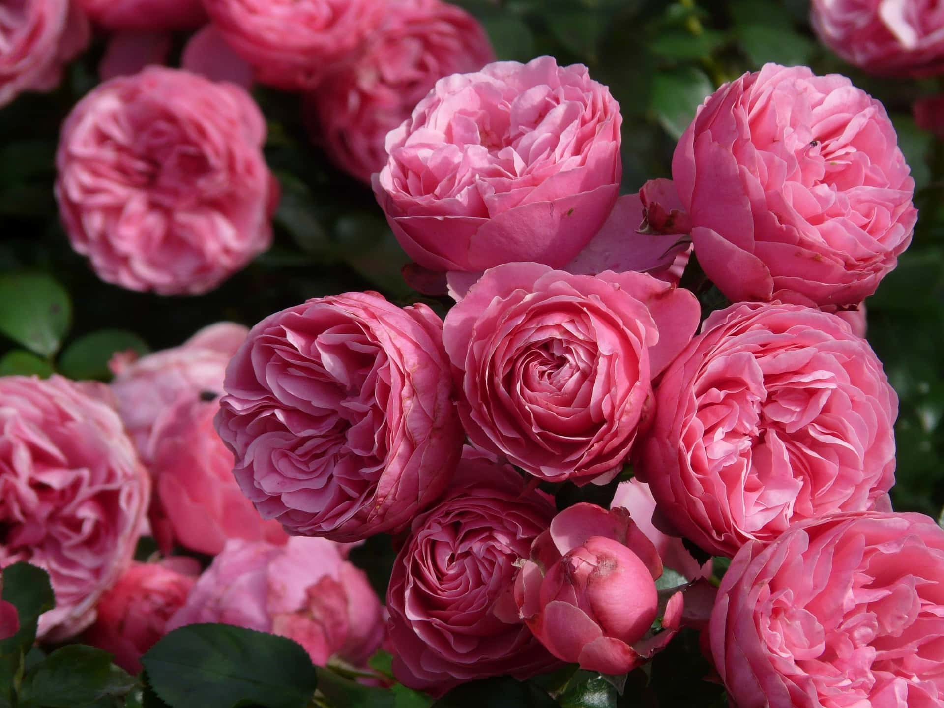 Floribunda Roses