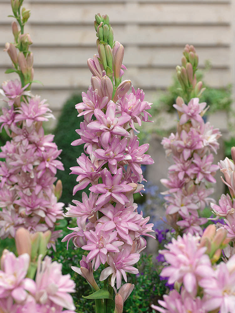 Polianthes Tuberosa Bulbs (Tuberose)