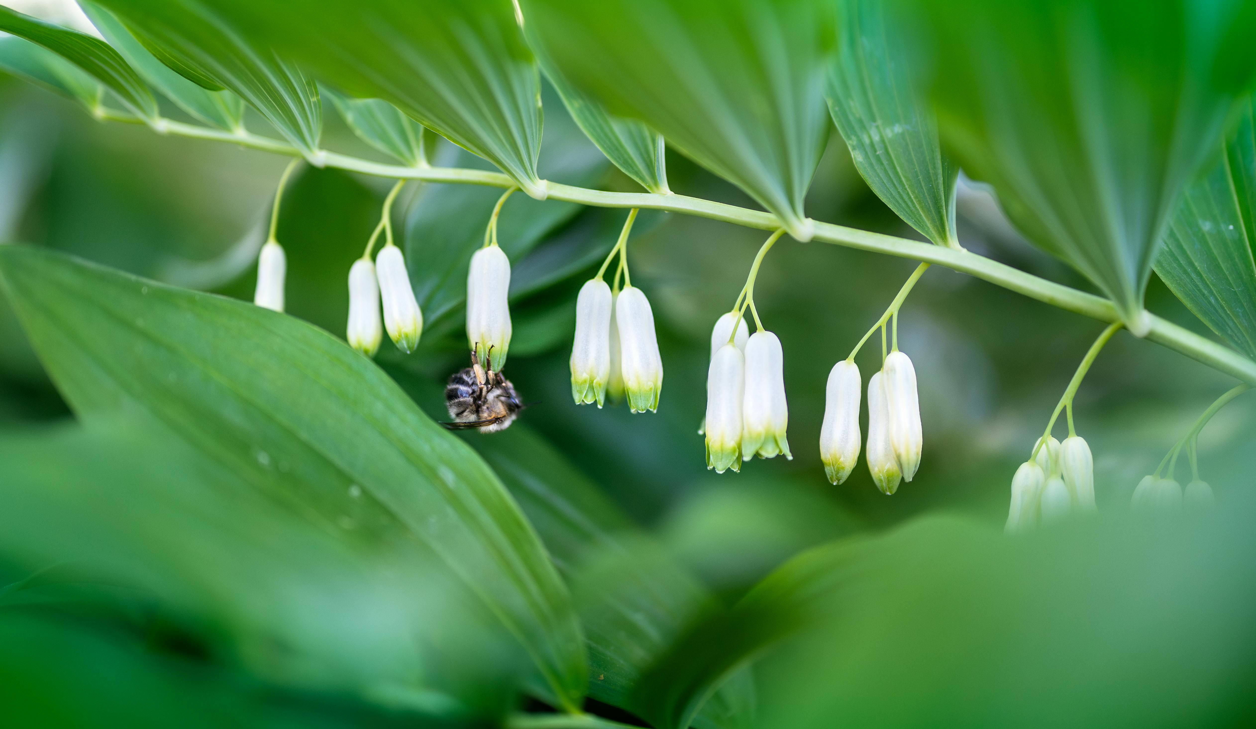 Polygonatum Plants (Soloman's Seal)