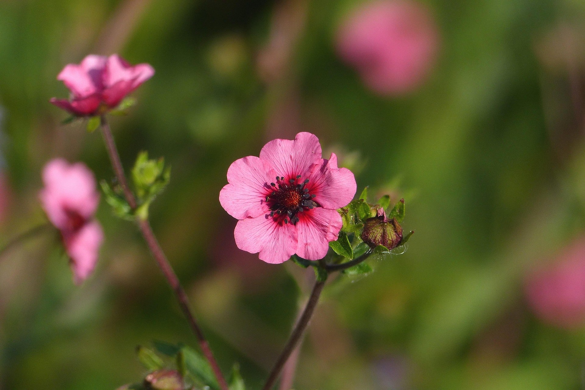 Potentilla Plants