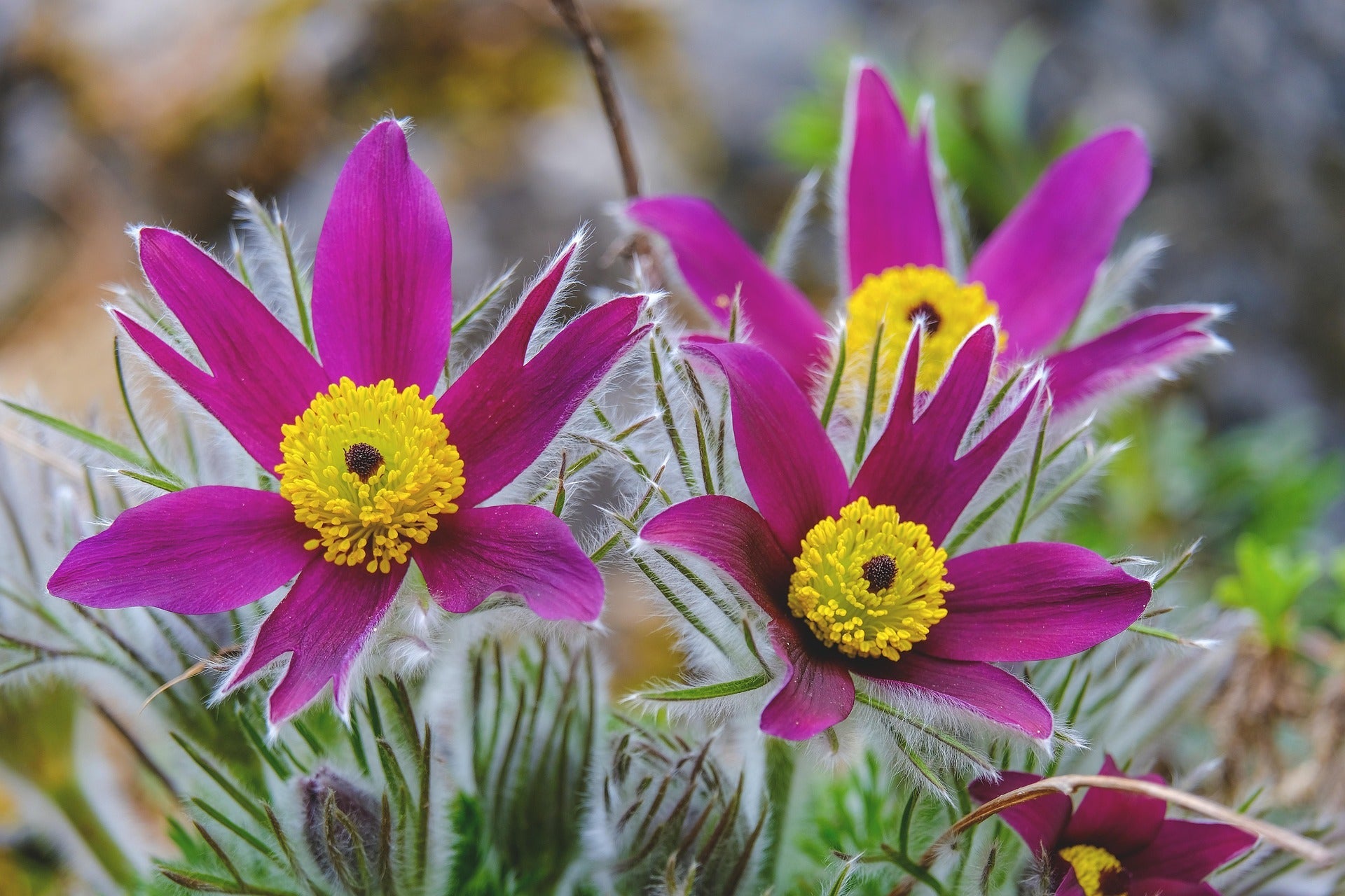 Pulsatilla Plants