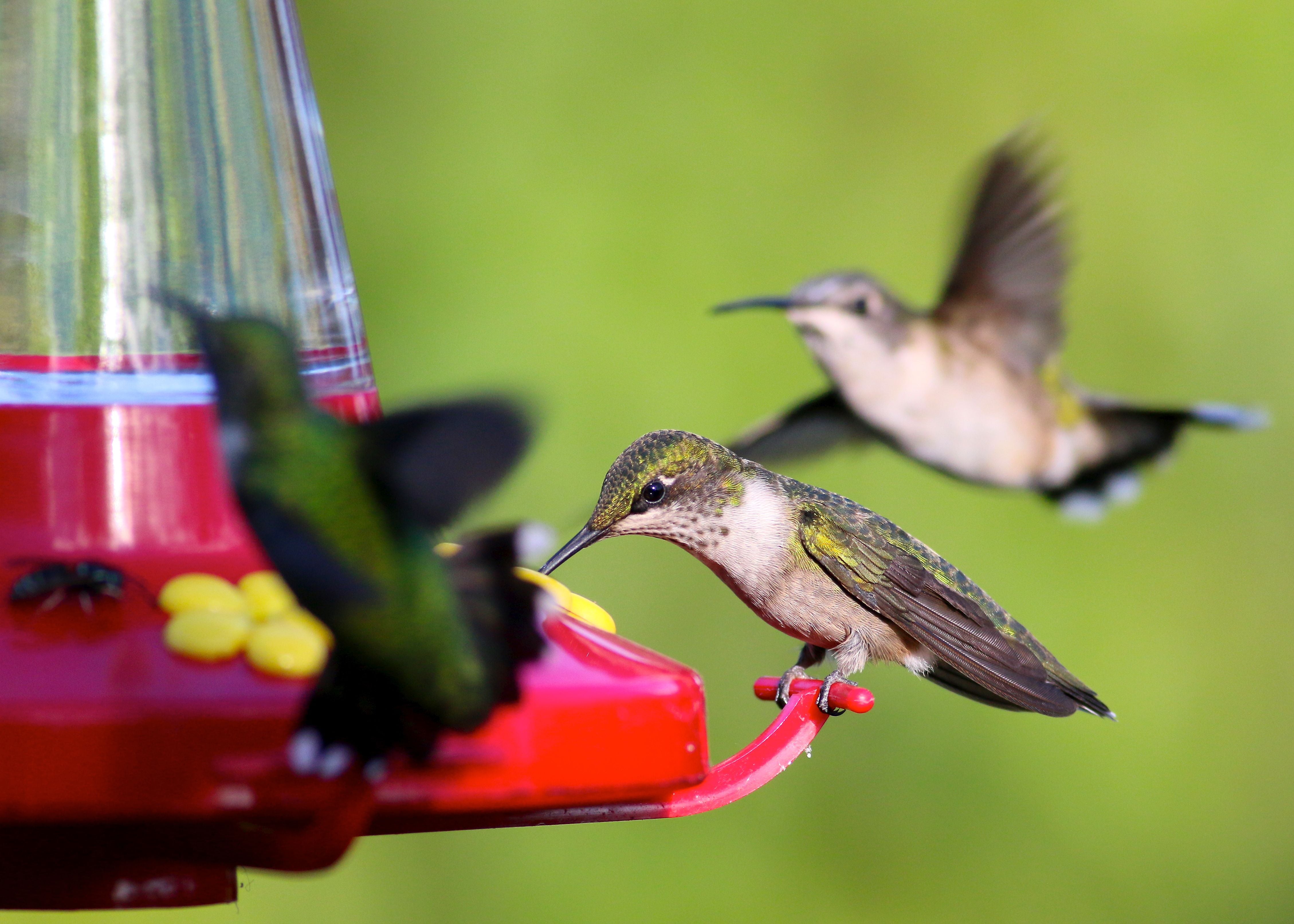 Hummingbird Feeders