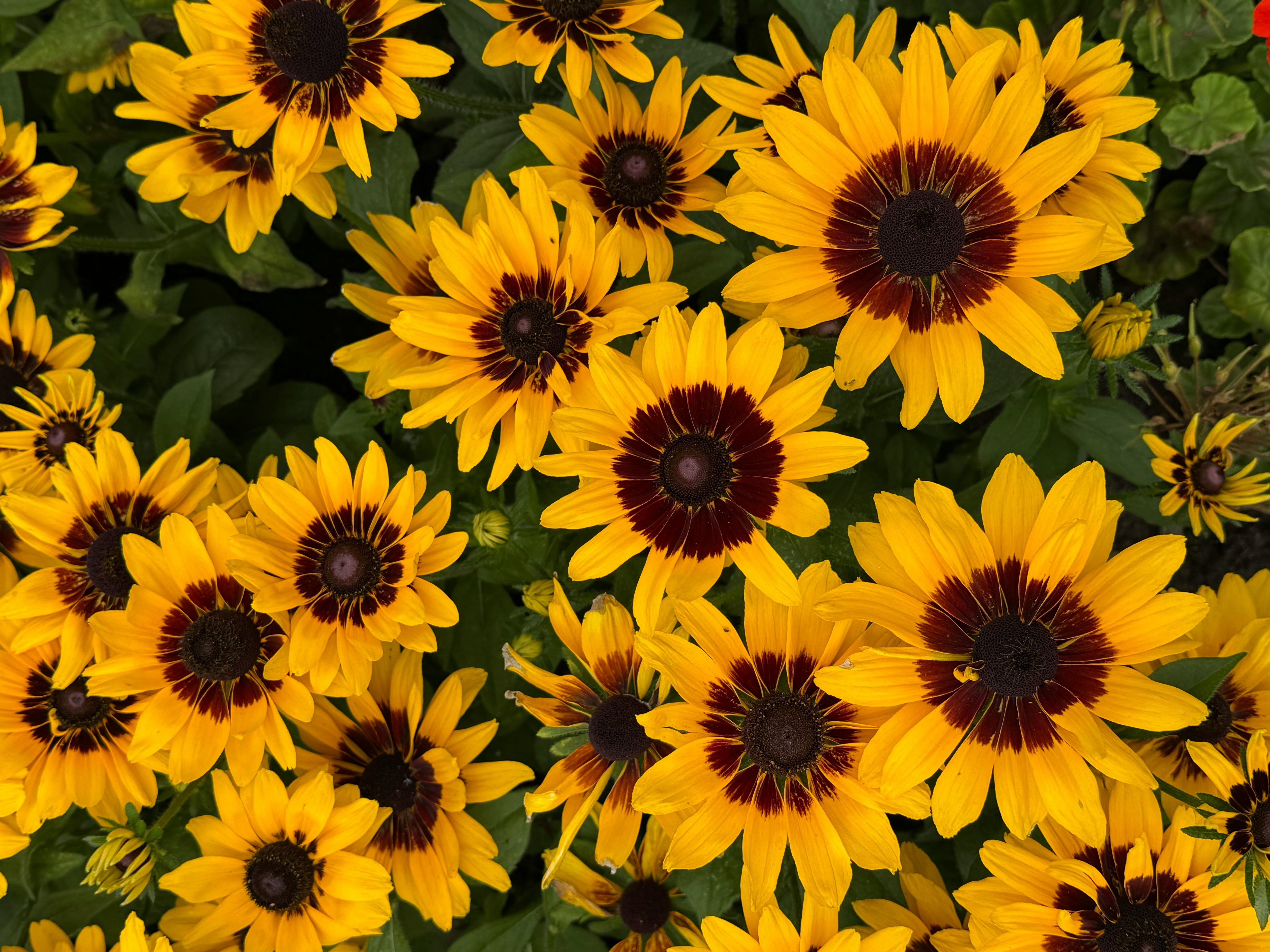 Rudbeckia Plants