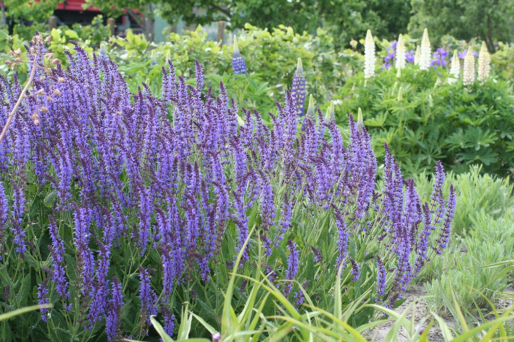 Perennial Plants