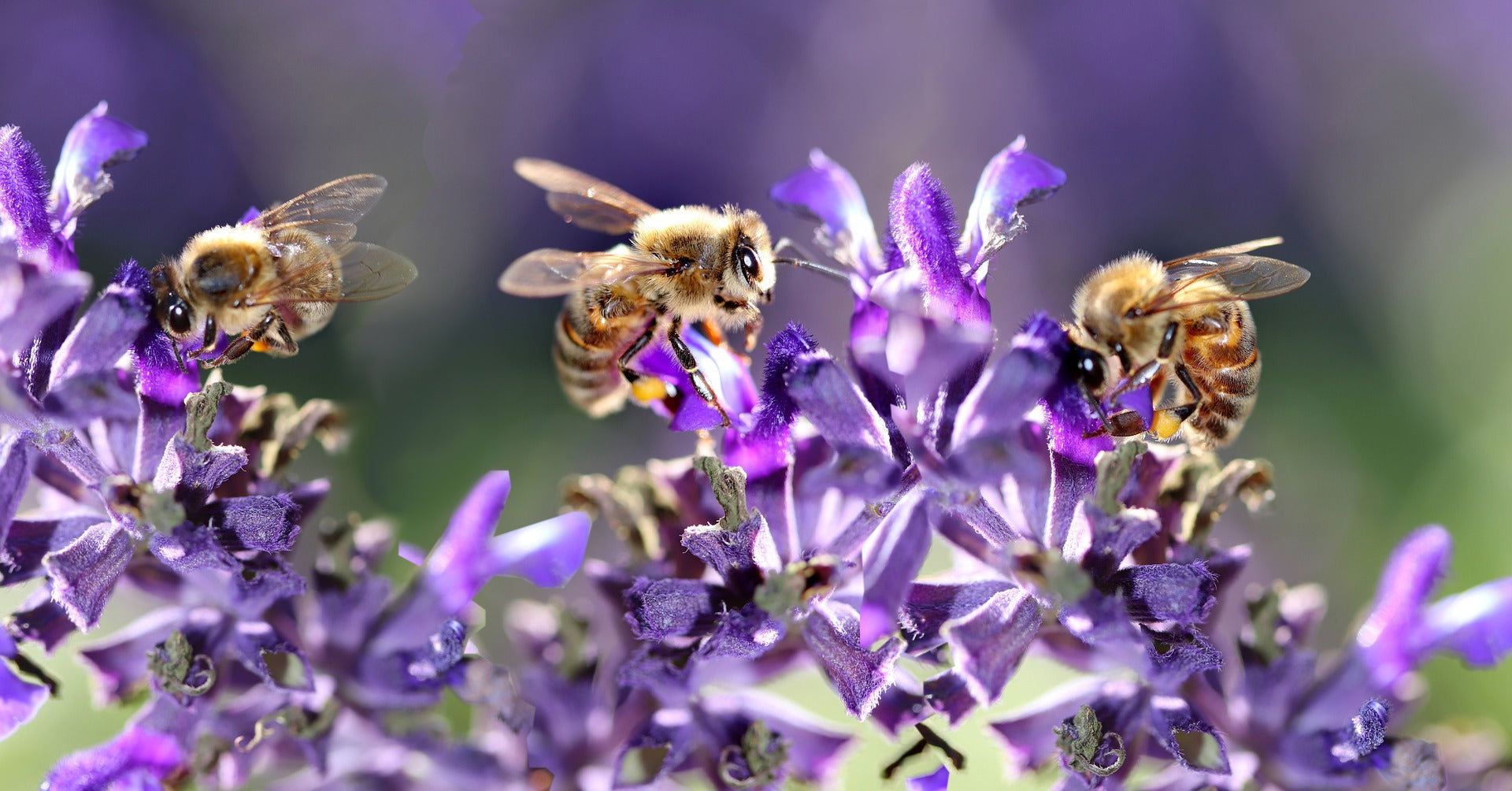 Salvia Plants