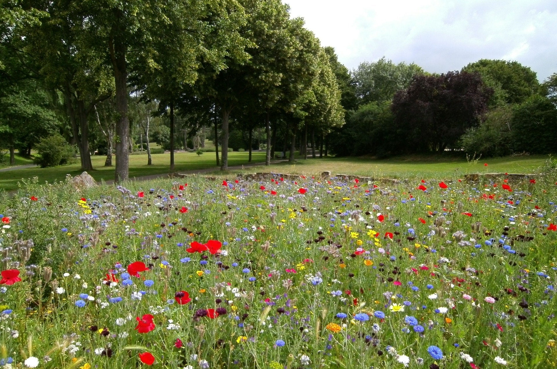 Cut flower garden