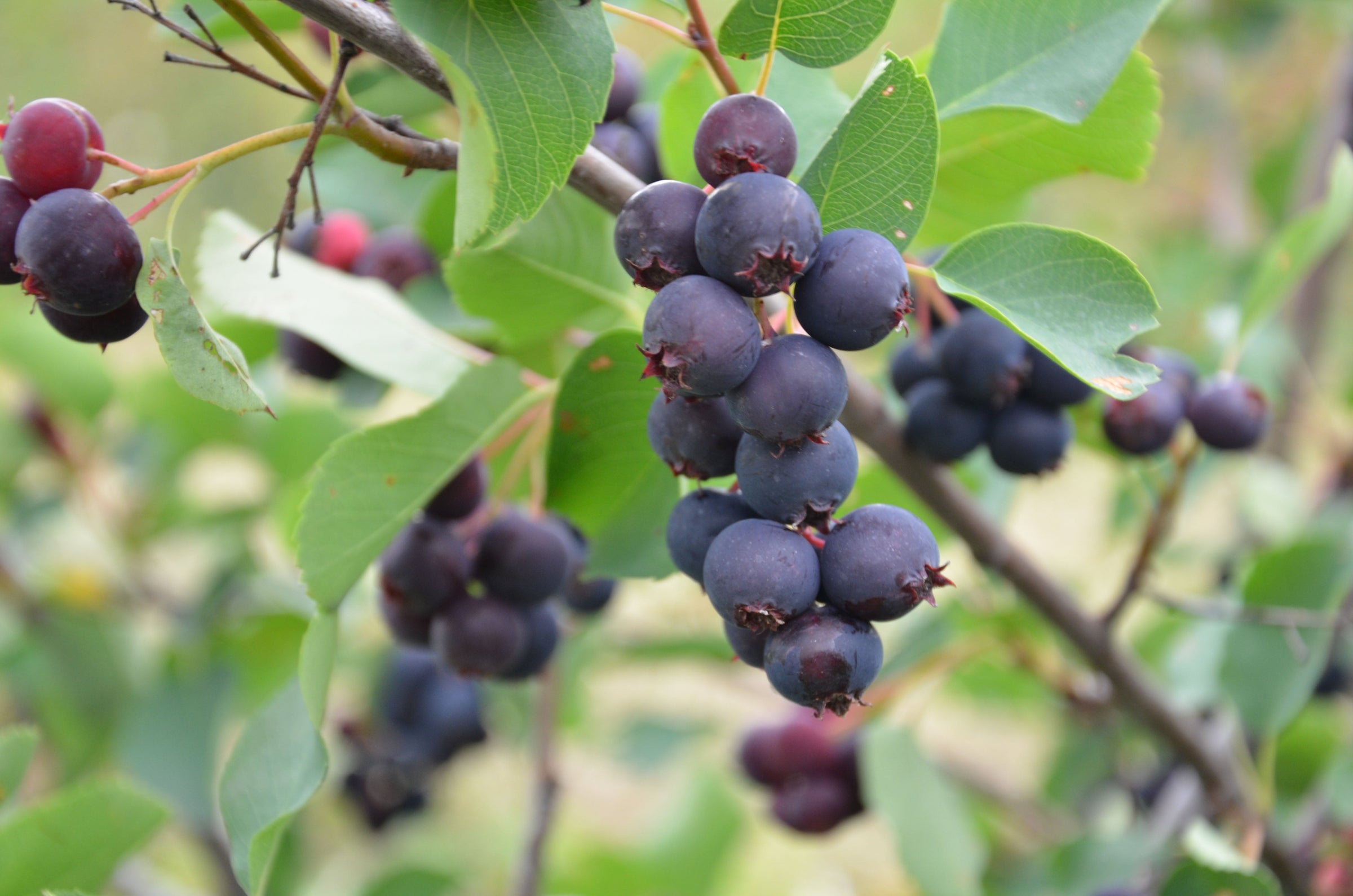 Saskatoon Berry Plants