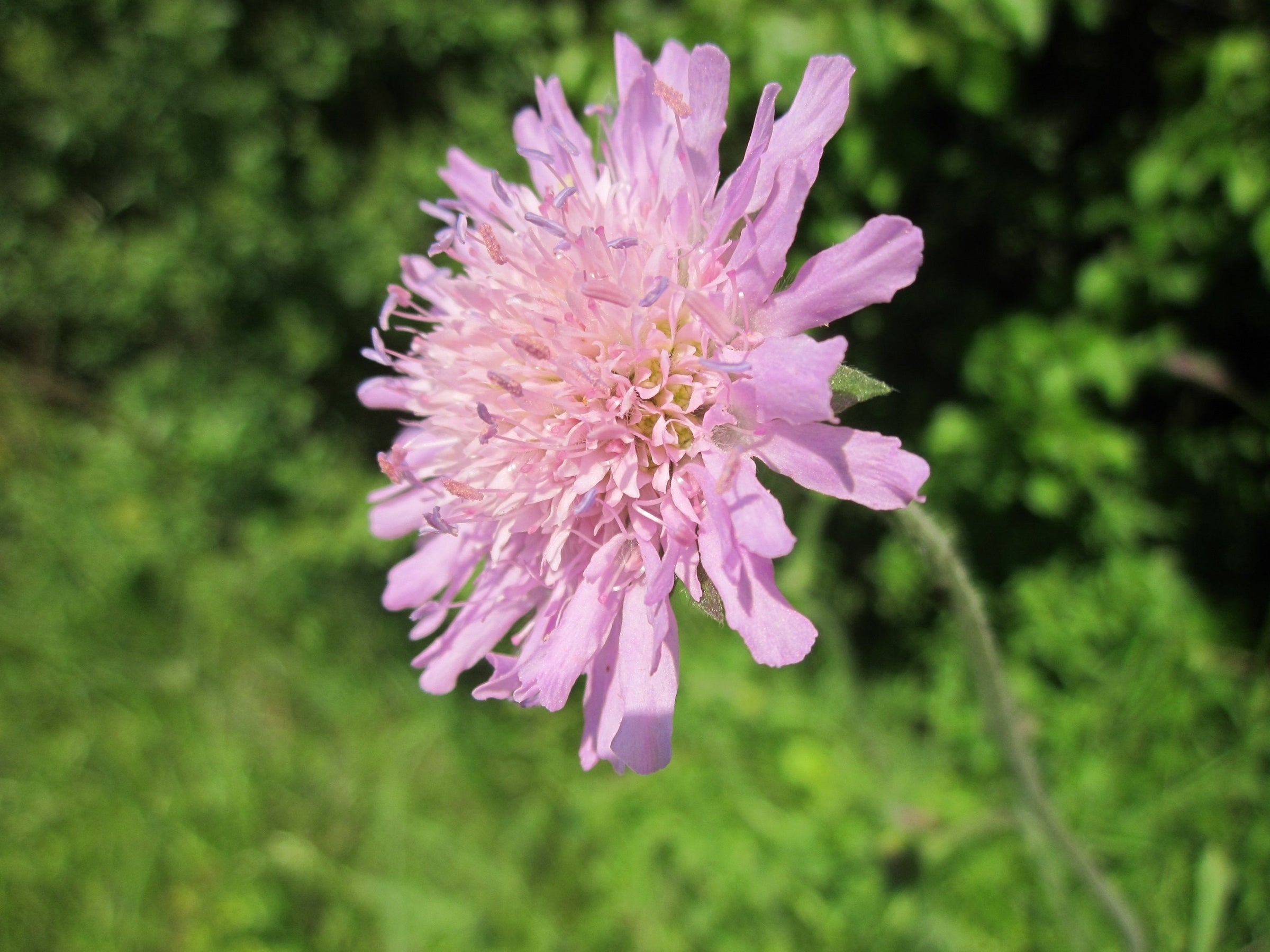 Scabiosa Plants (Pincushion Flower)