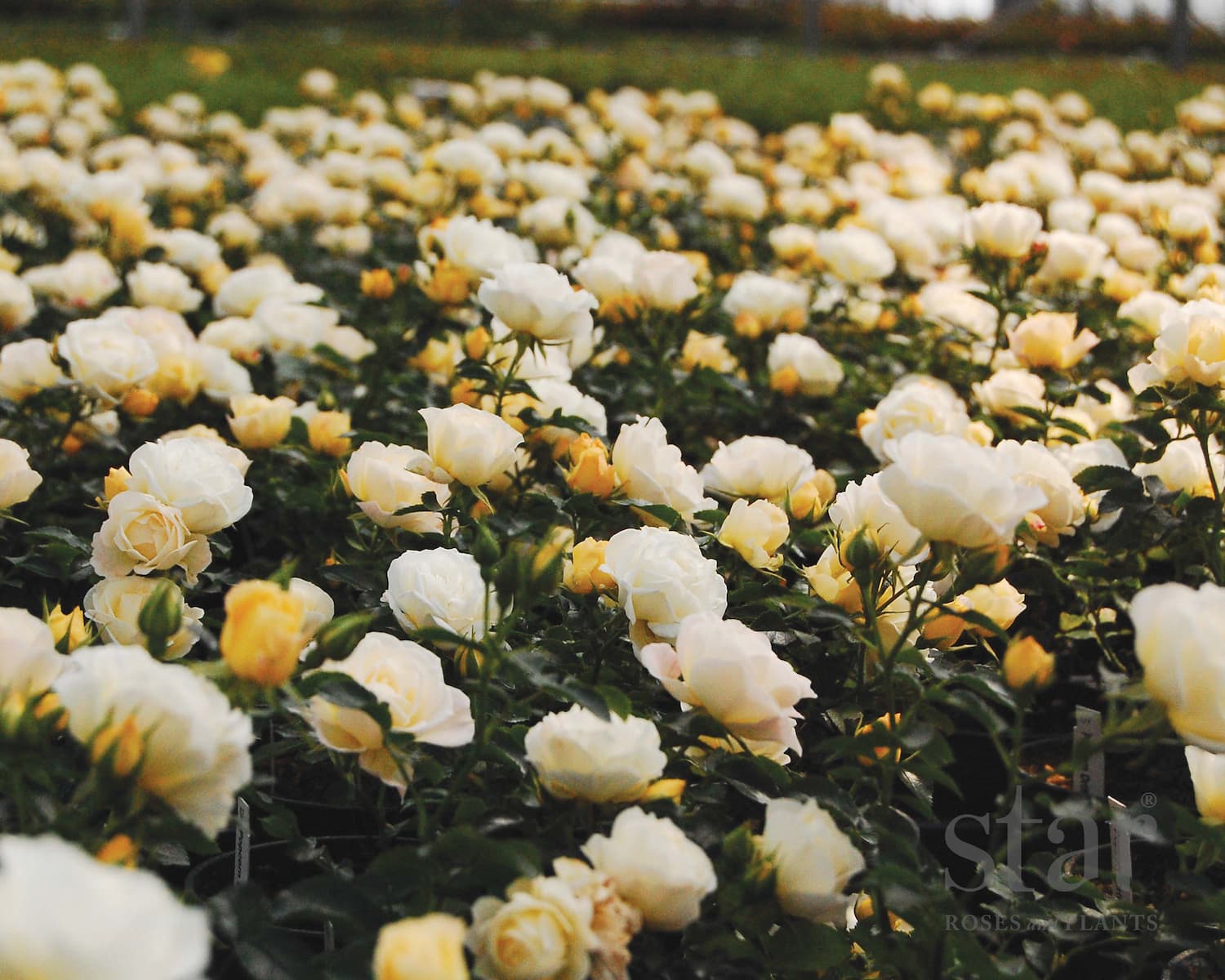 Shrub Roses