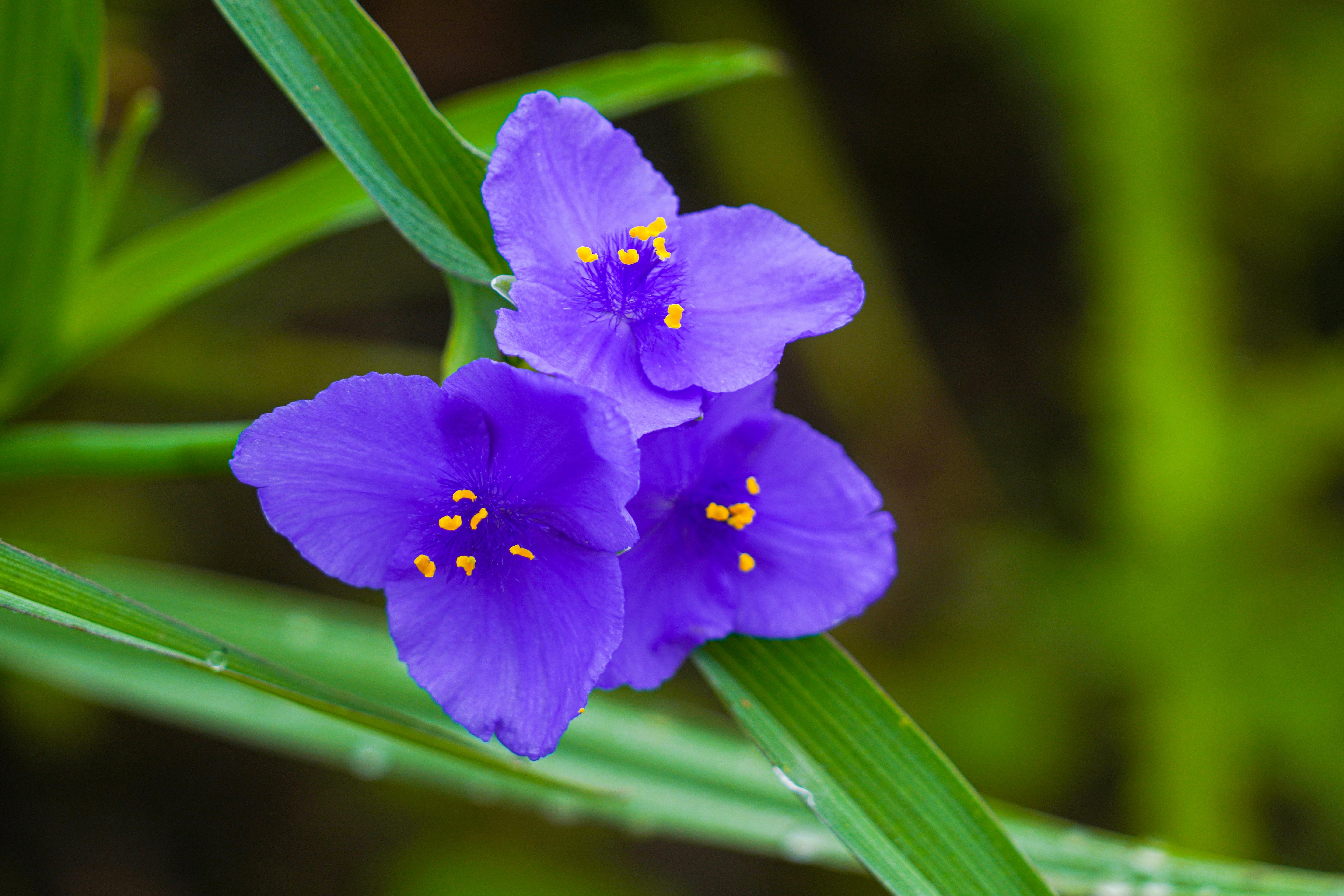 Spiderwort Plants