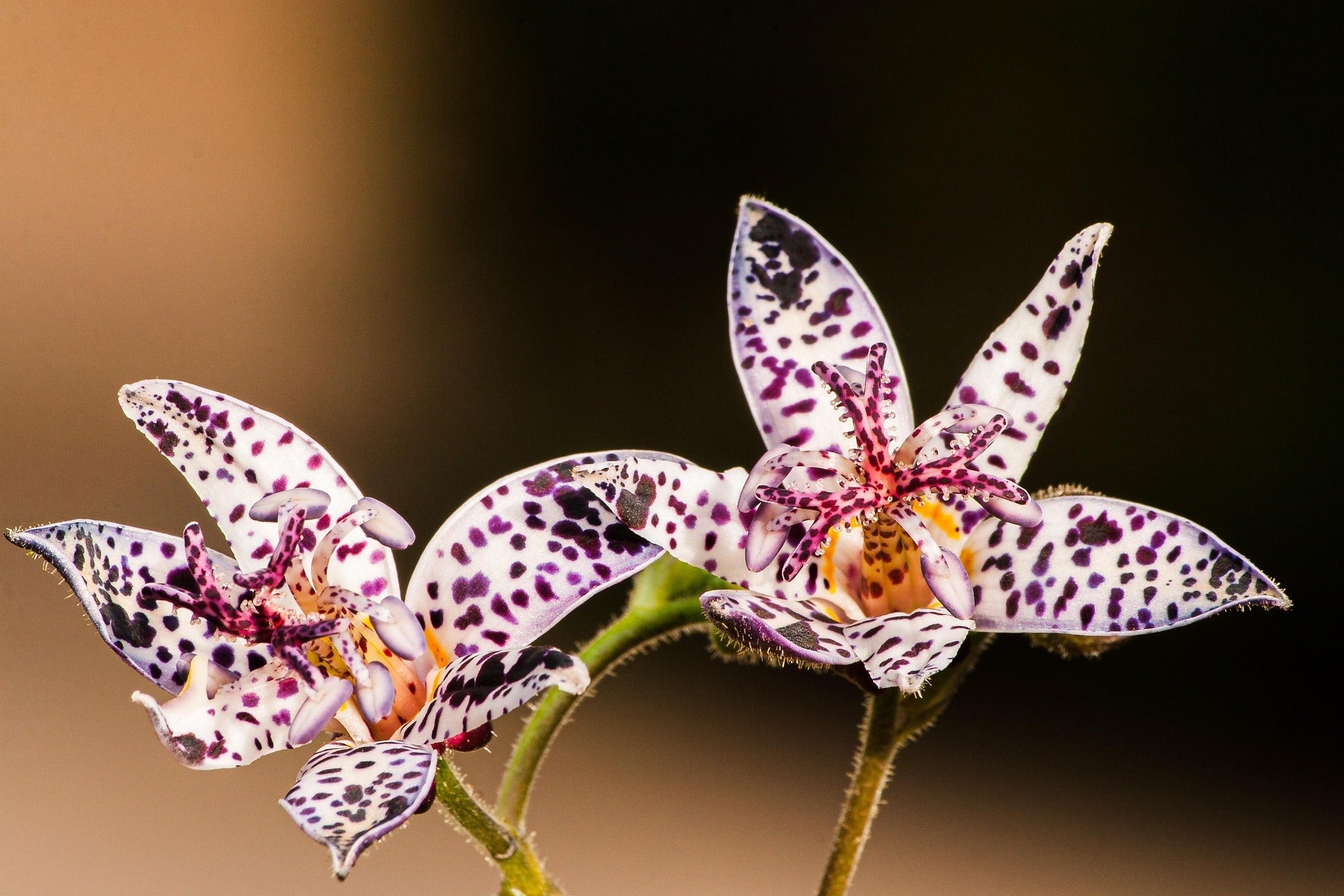 Toad Lily Plants