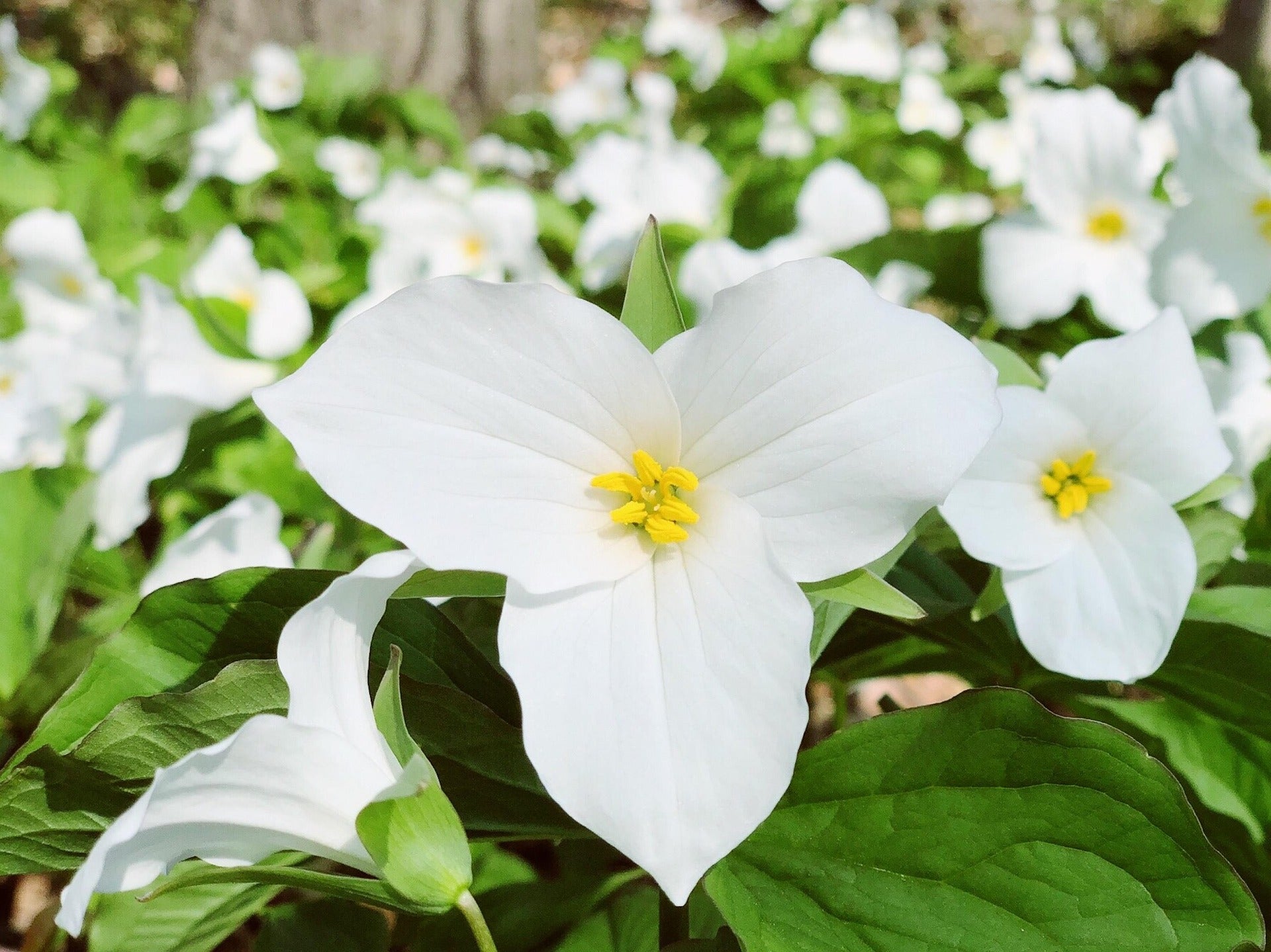Trillium Plants