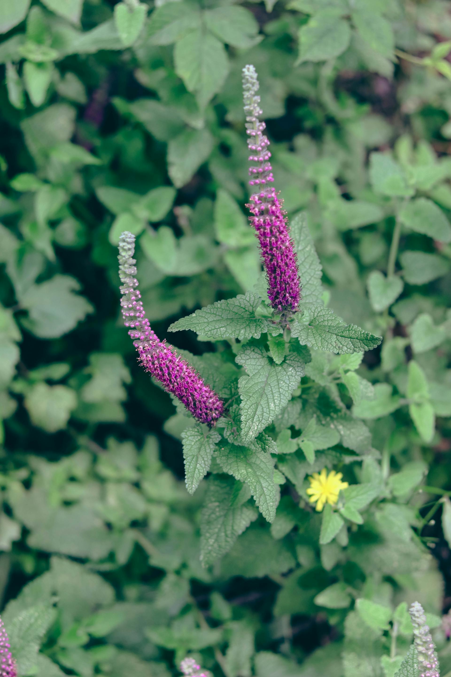 Veronicastrum Plants