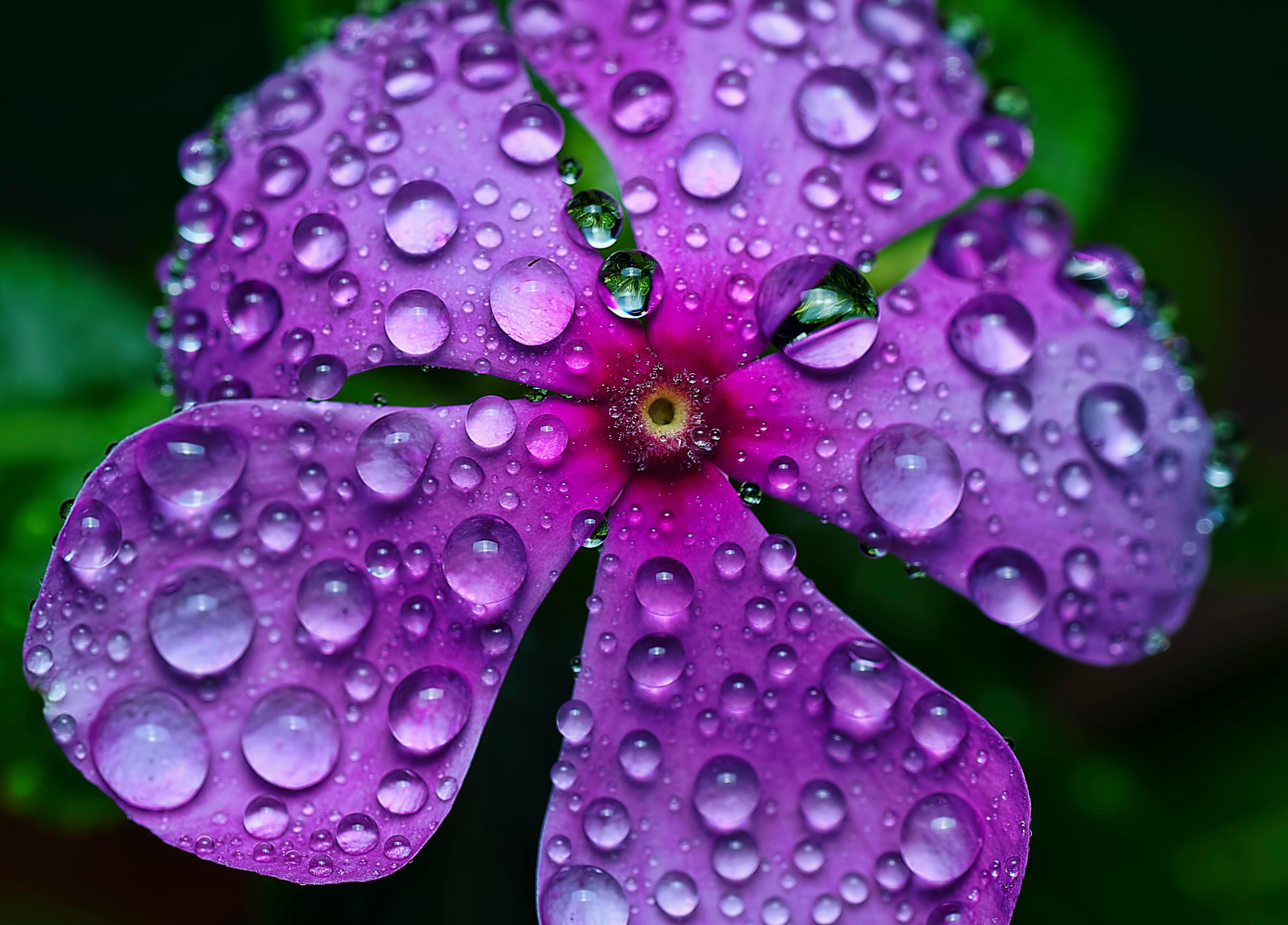 Periwinkle Plants | Largest Selection in Canada | Wildwood Express ...