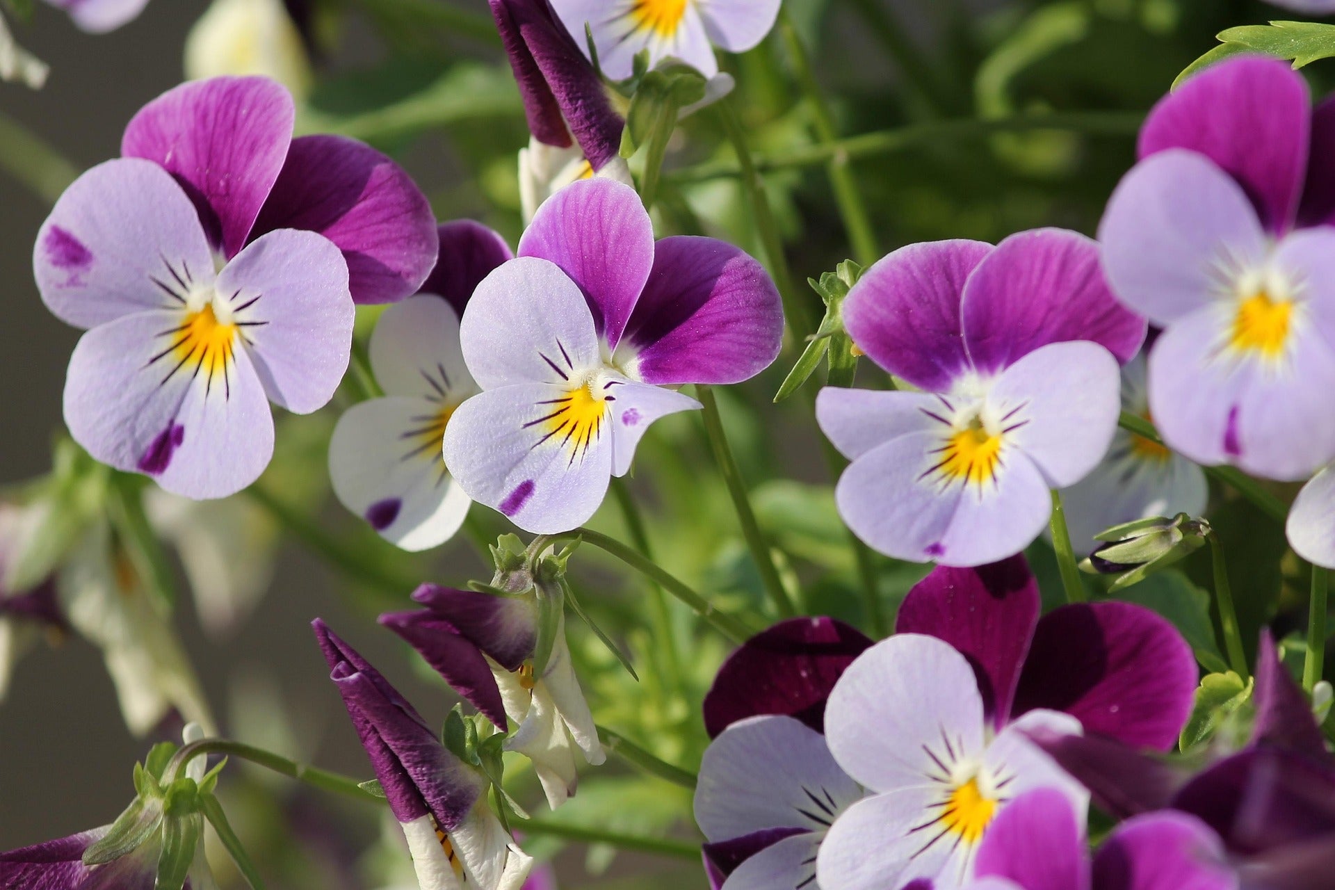 Viola Plants