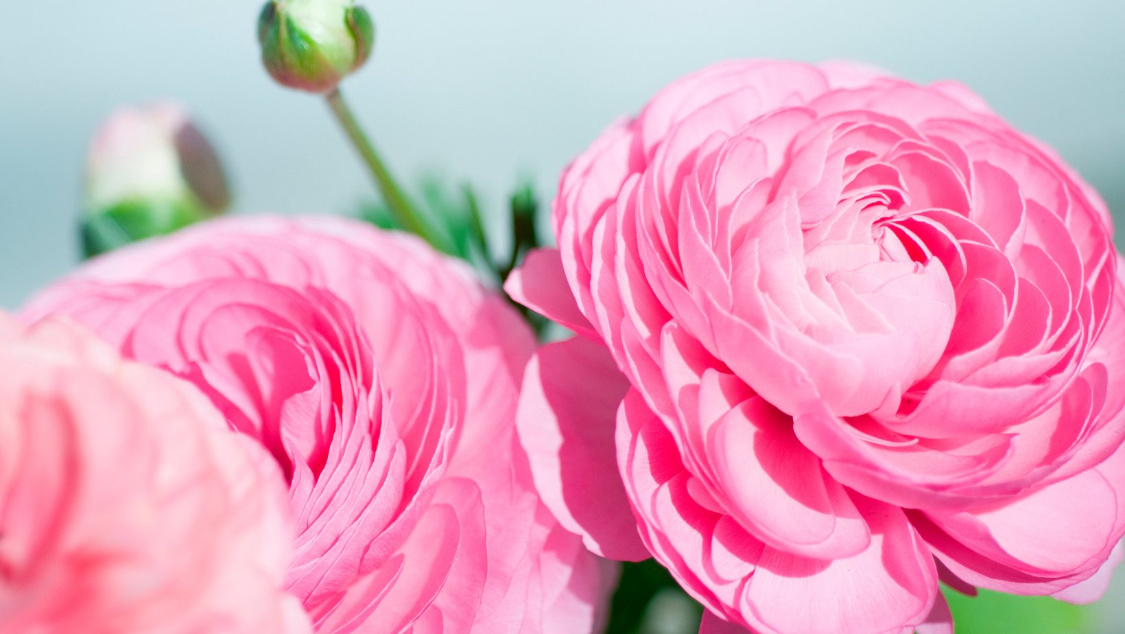 Ranunculus Bulbs