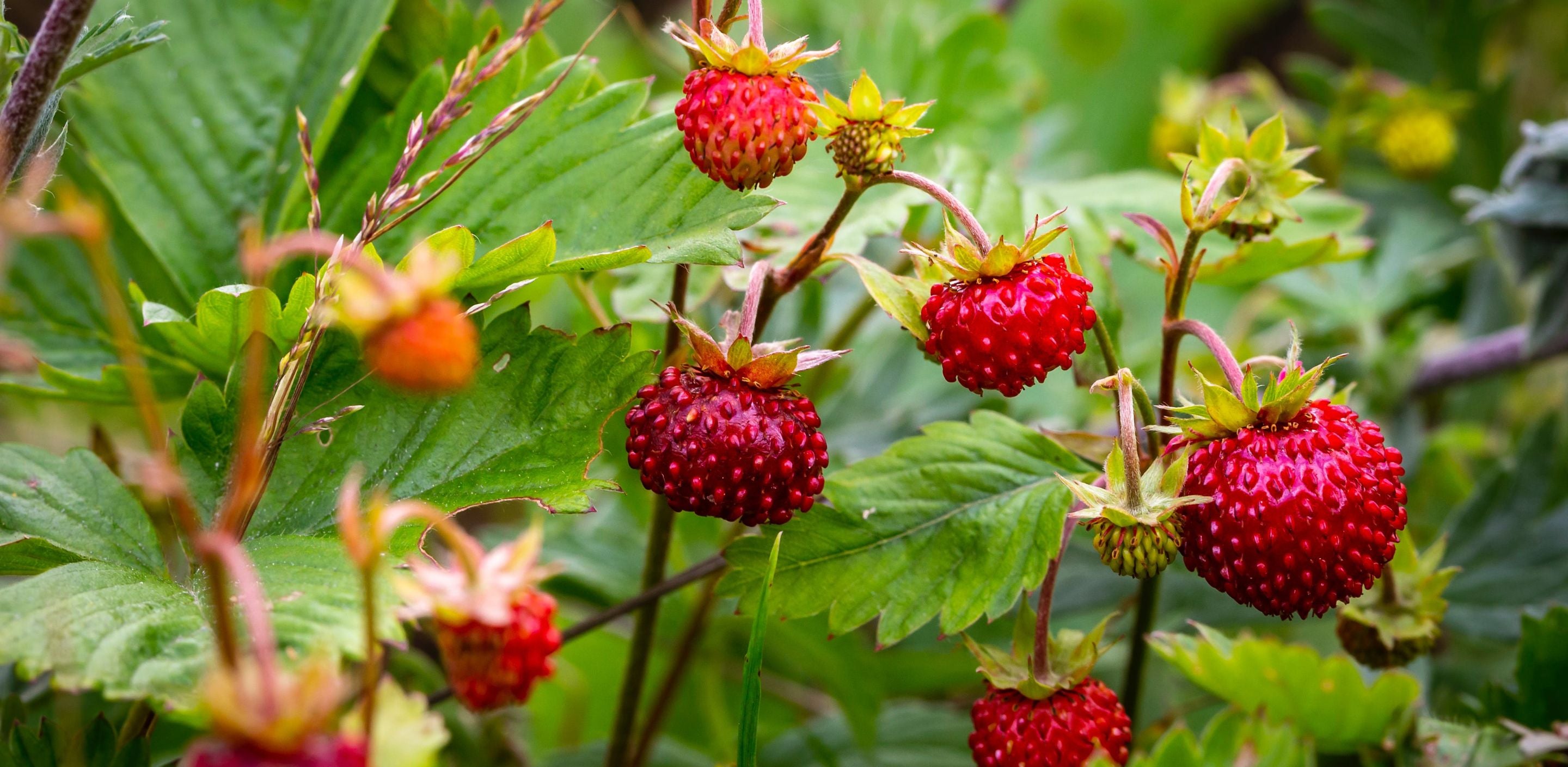 Fruit Seeds