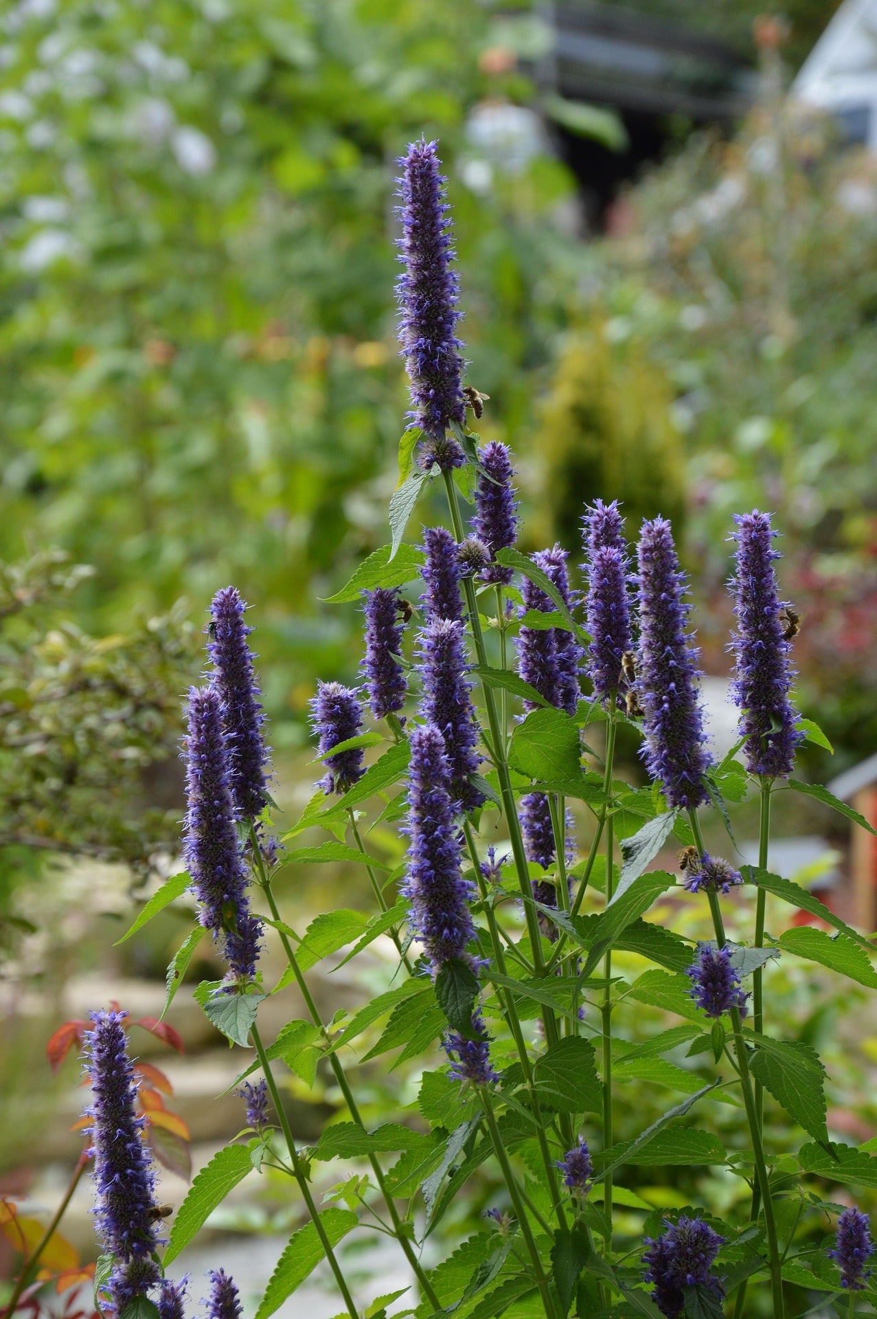 Agastache Plants