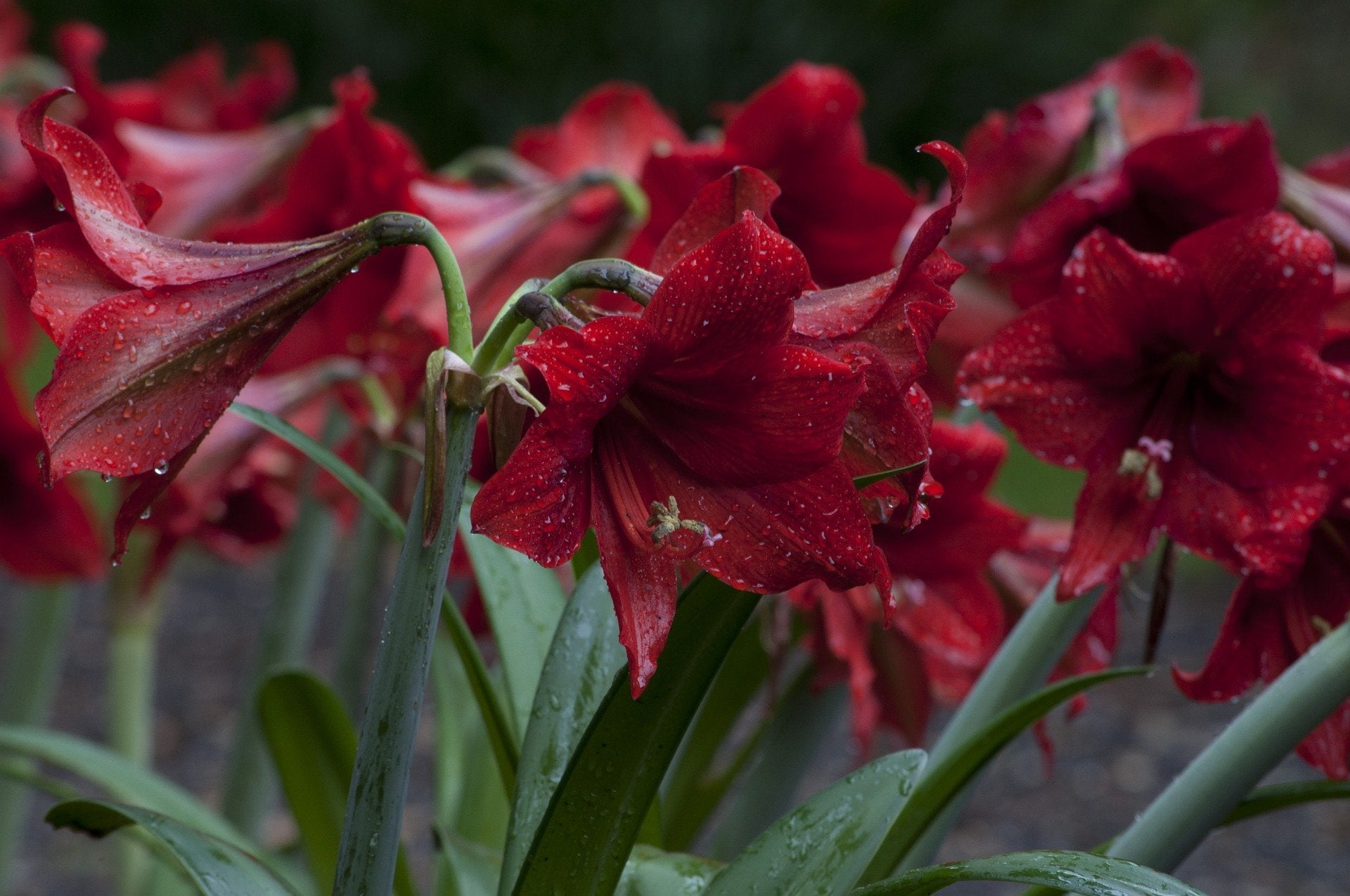 Red amaryllis flowers