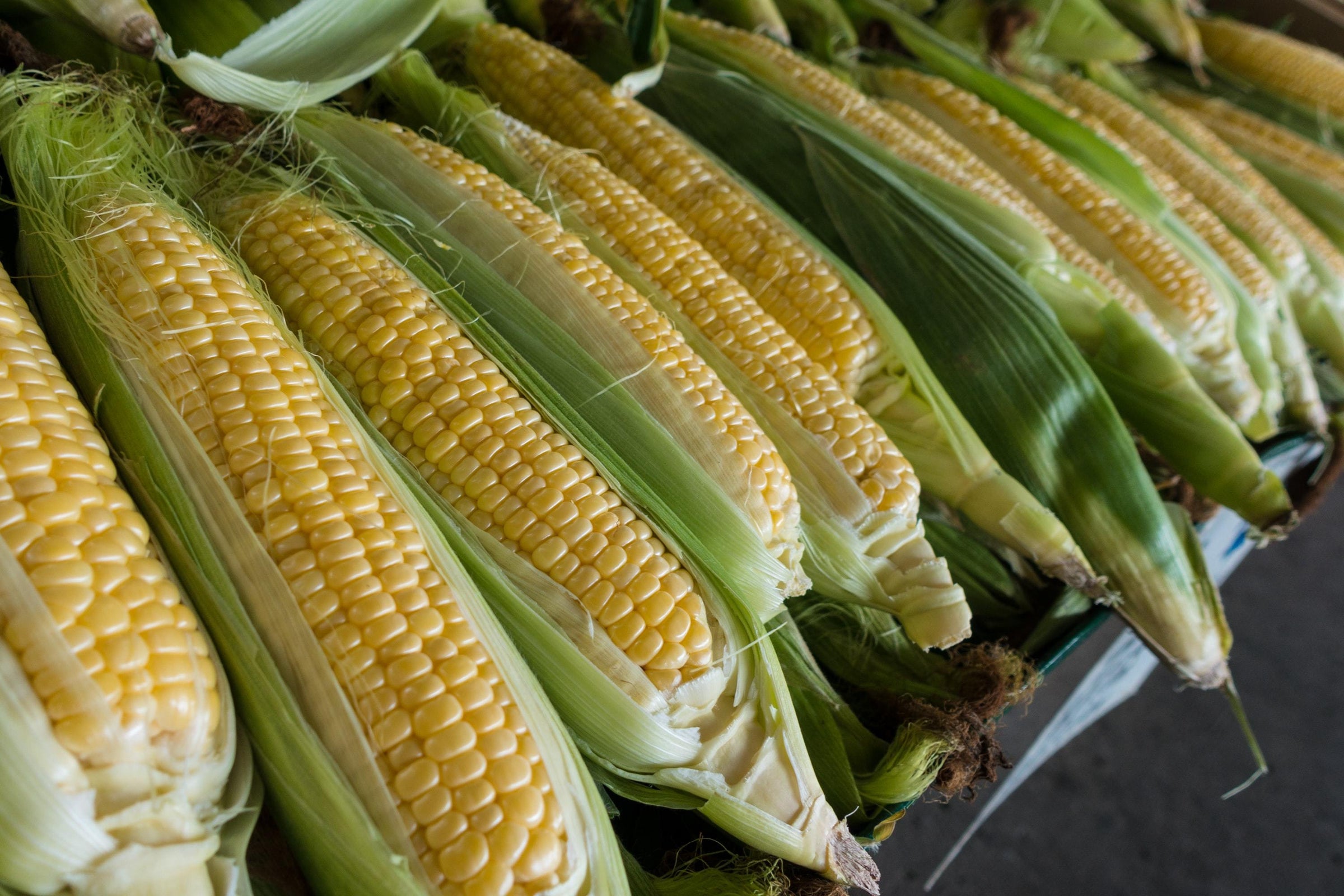 Cobs of sweet corn