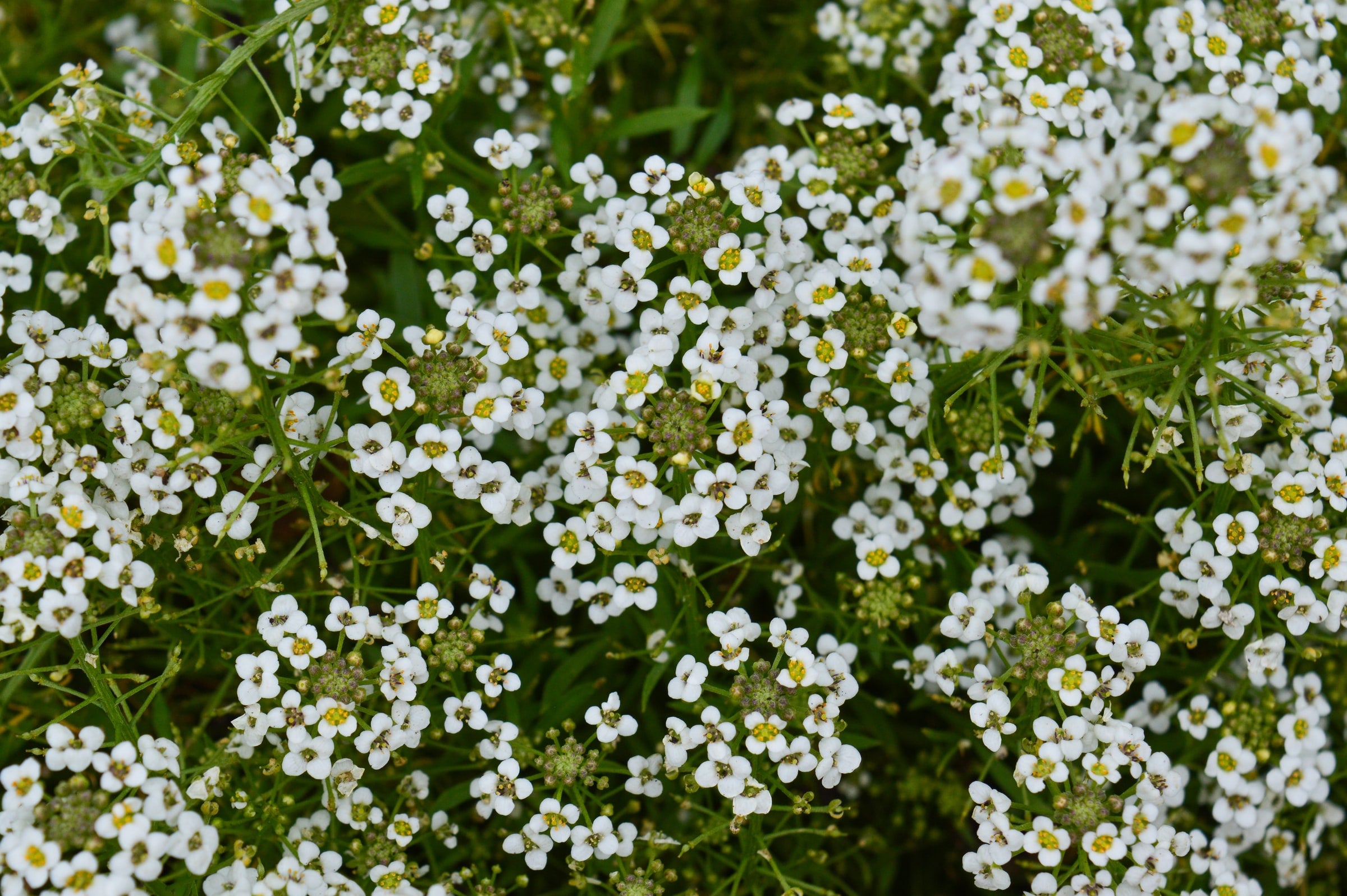 Alyssum Seeds