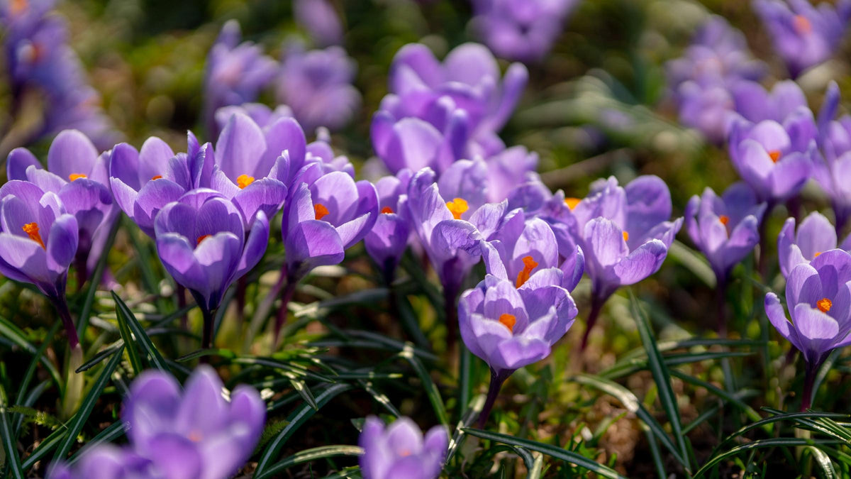 Crocus Bulbs | Best Selection, Top Quality | Canada-Wide Shipping ...