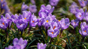Purple Crocus flowers in bloom