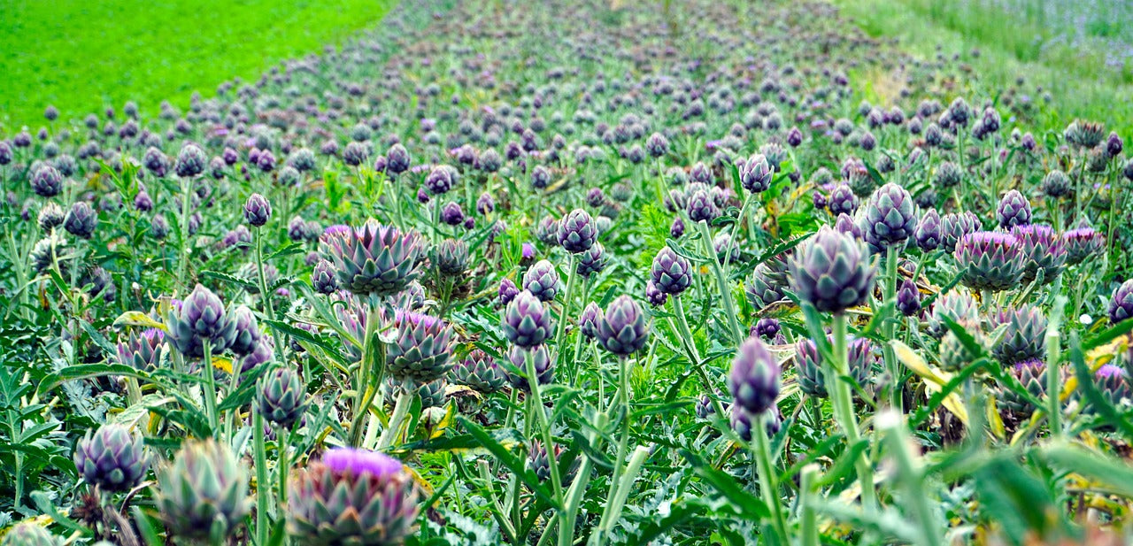 Artichoke Seeds