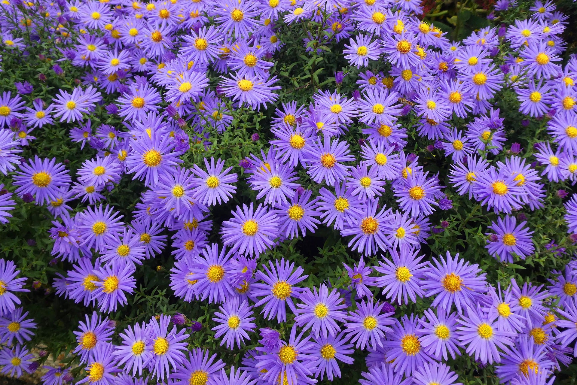 Aster Seeds