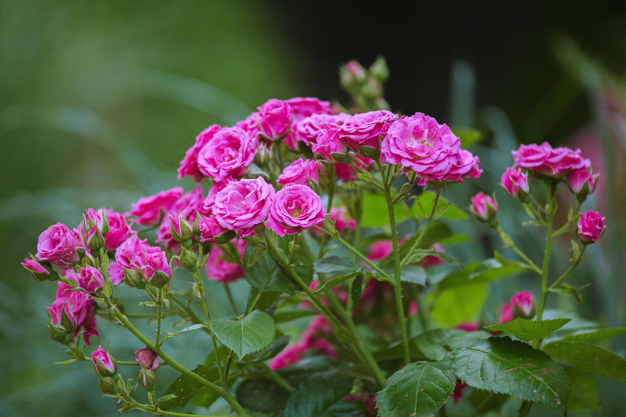 Miniature Roses