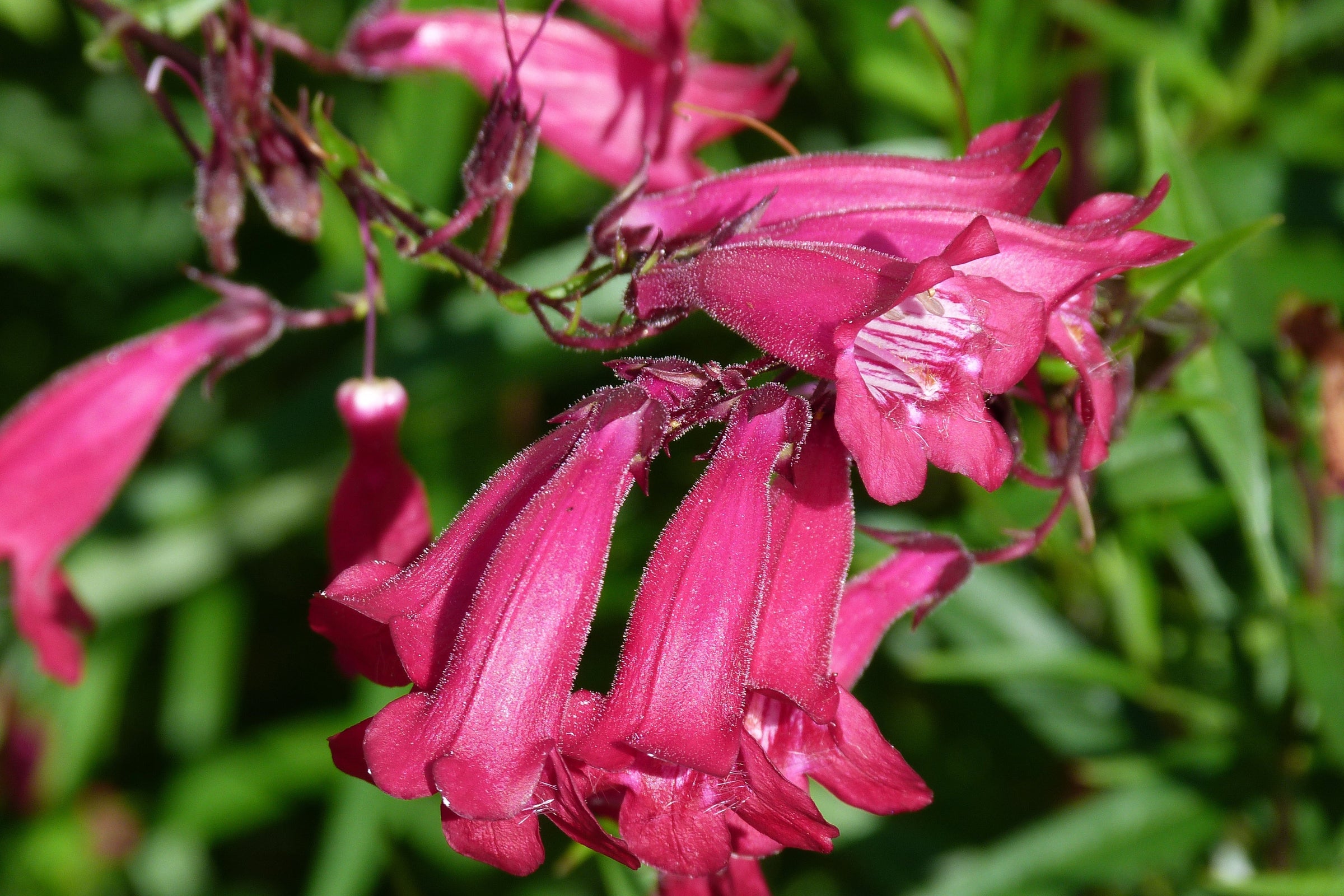Penstemon Plants