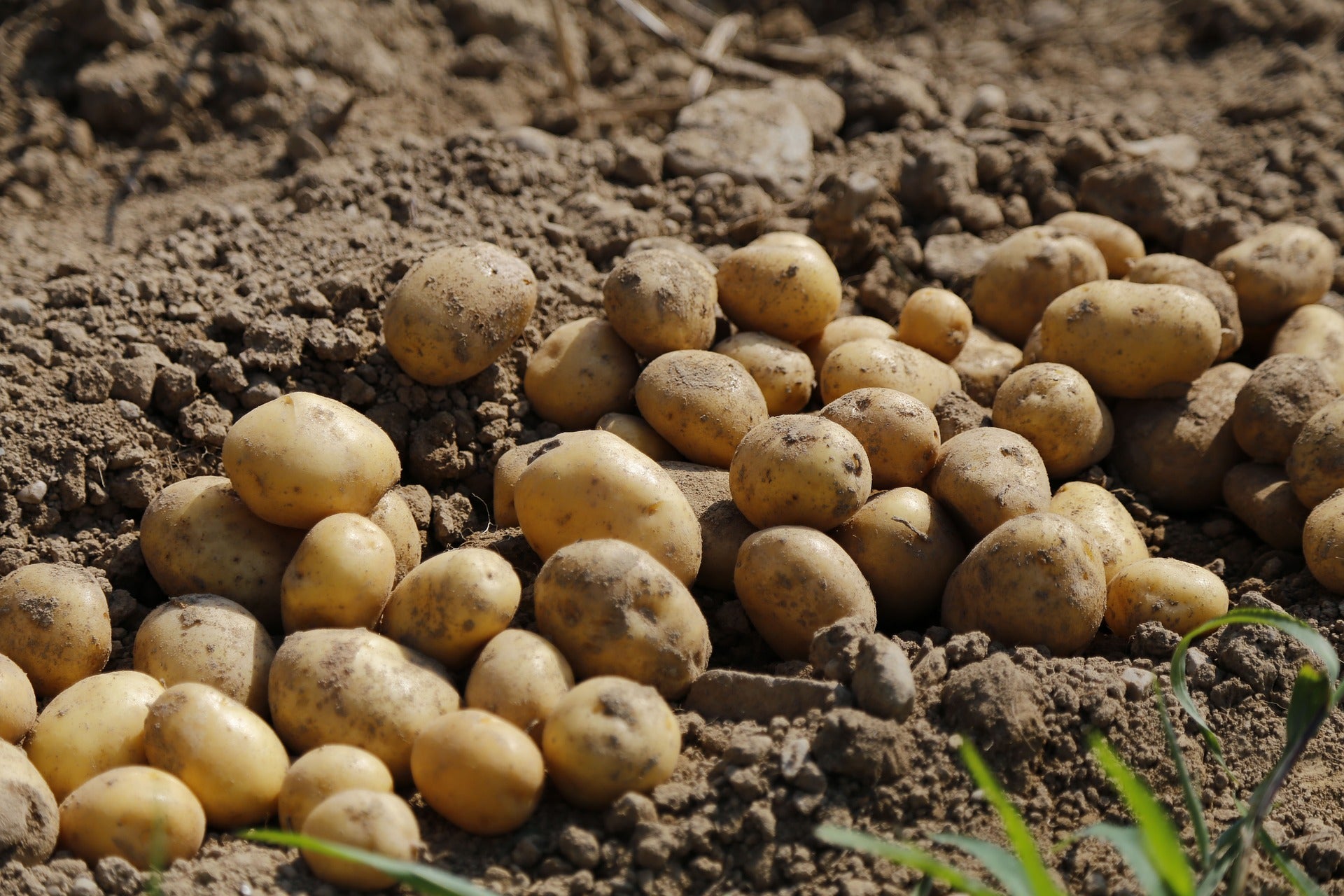 Seed Potatoes