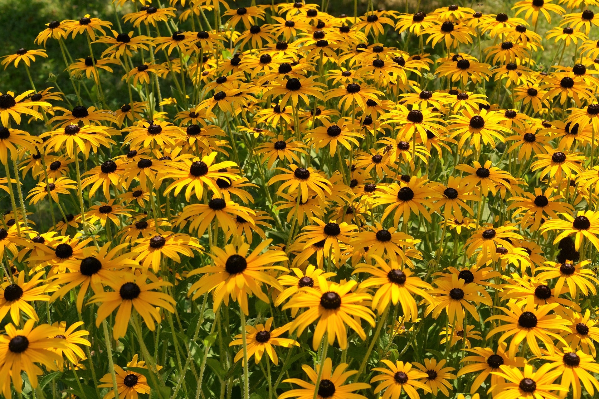 Rudbeckia Seeds