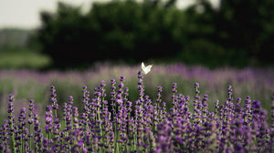 Lavender Seeds