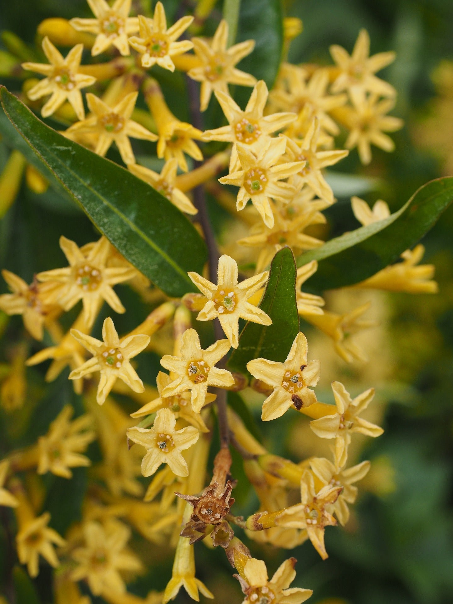 Nicotiana Seeds