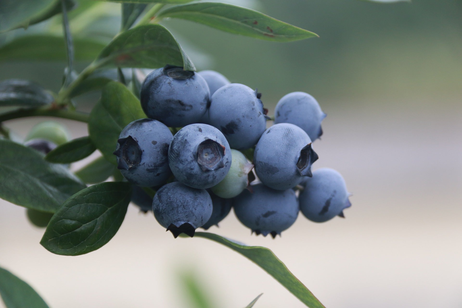 Blueberry Plants