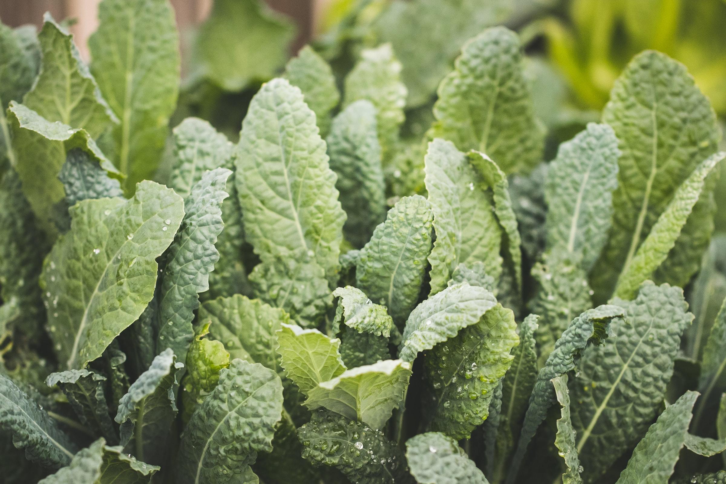 Kale growing in a garden bed