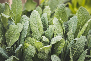 Kale growing in a garden bed